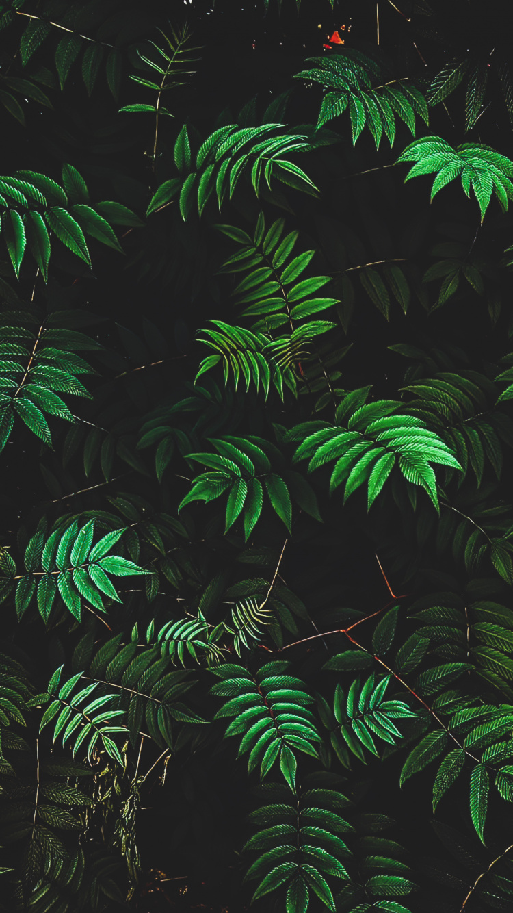 la Vegetación, Sucursal, Entorno Natural, Planta Terrestre, Planta Leñosa. Wallpaper in 750x1334 Resolution