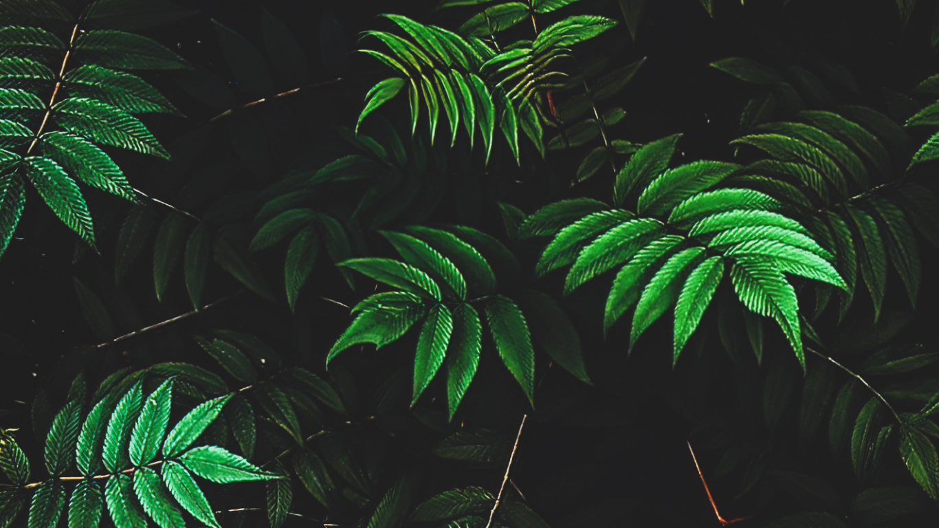 Végétation, Environnement Naturel, Plante Terrestre, Plantes Ligneuses, Couvre-sol. Wallpaper in 1366x768 Resolution