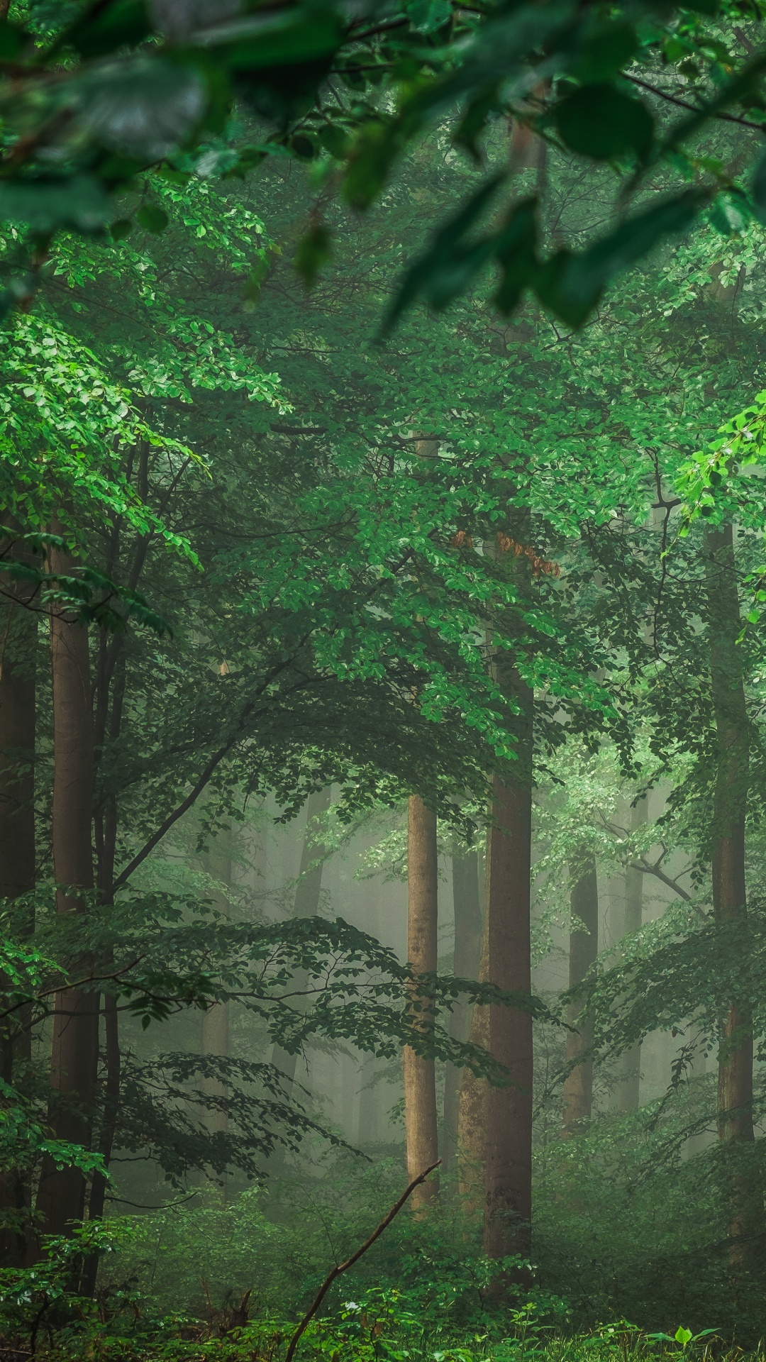 Árboles y Plantas Verdes Durante el Día. Wallpaper in 1080x1920 Resolution