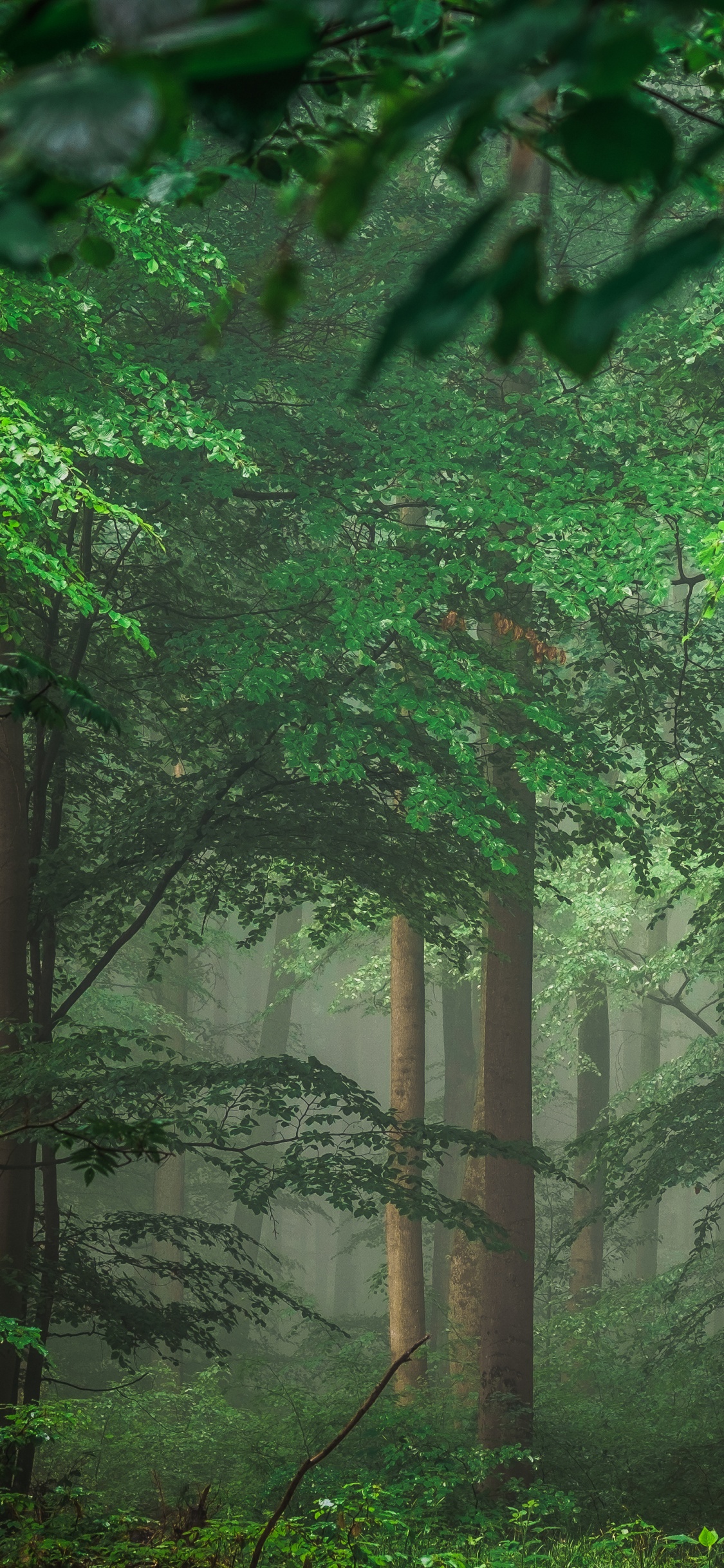 Green Trees and Plants During Daytime. Wallpaper in 1125x2436 Resolution