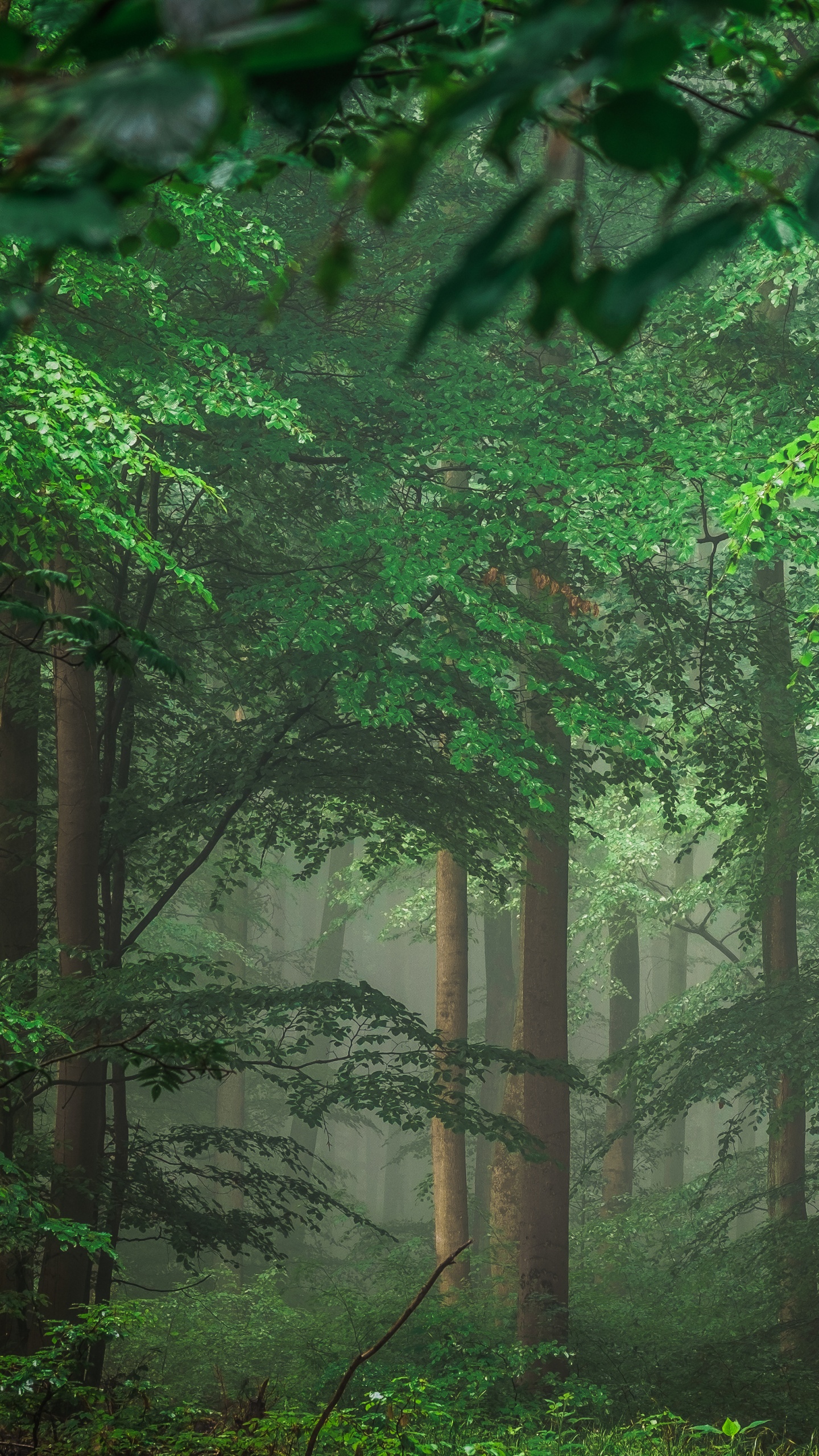 Green Trees and Plants During Daytime. Wallpaper in 1440x2560 Resolution