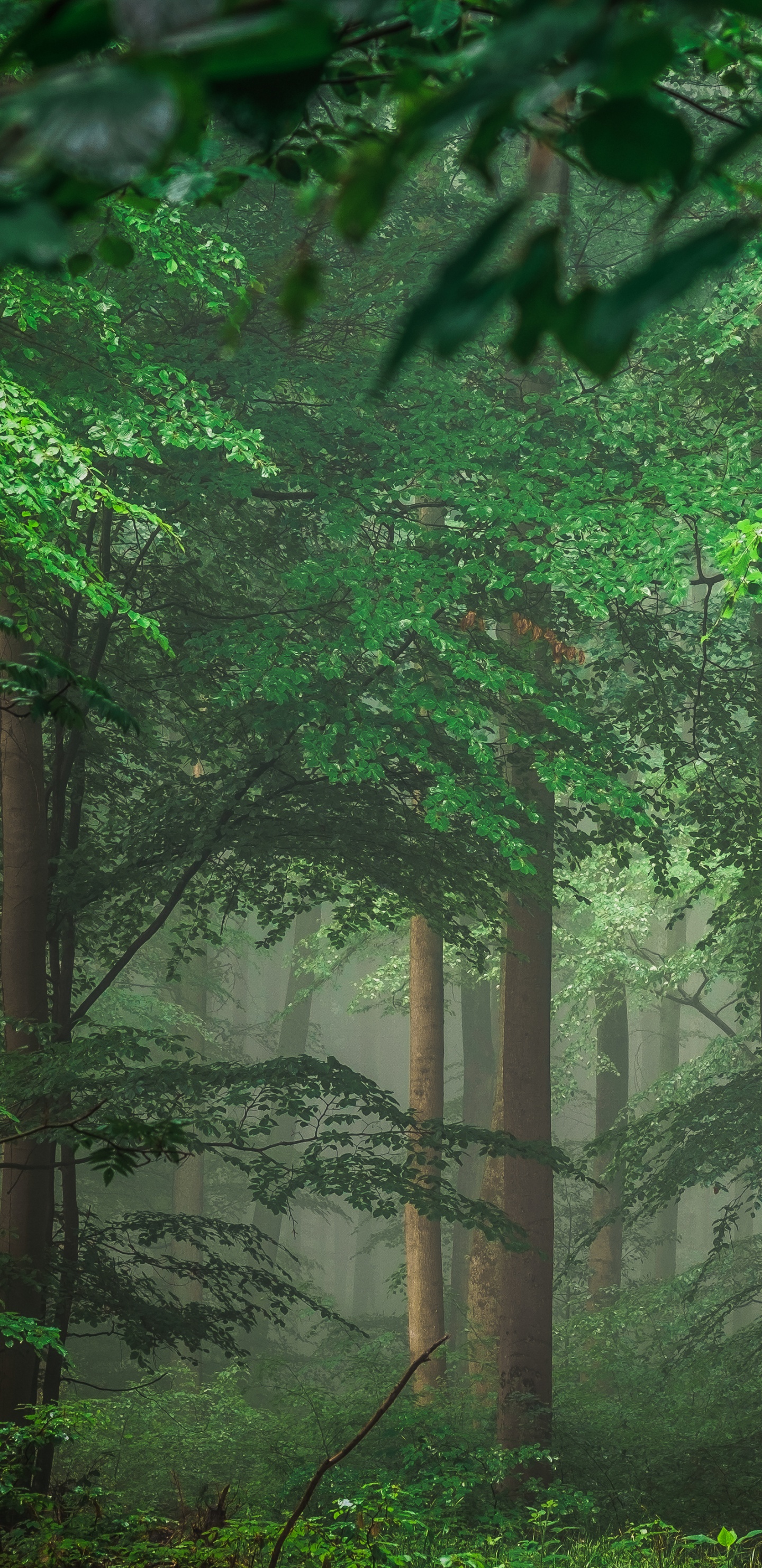 Green Trees and Plants During Daytime. Wallpaper in 1440x2960 Resolution