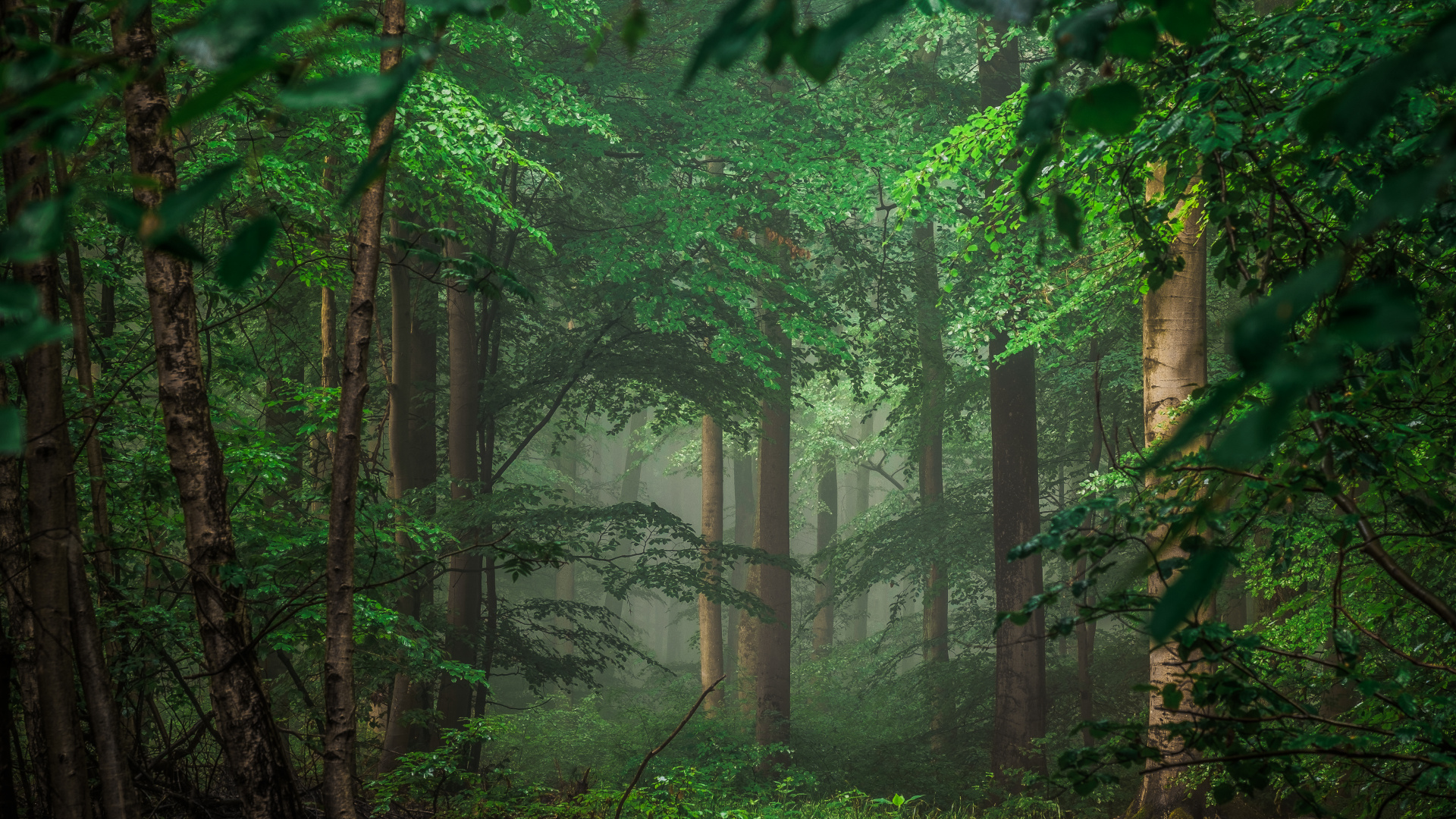 Green Trees and Plants During Daytime. Wallpaper in 1920x1080 Resolution