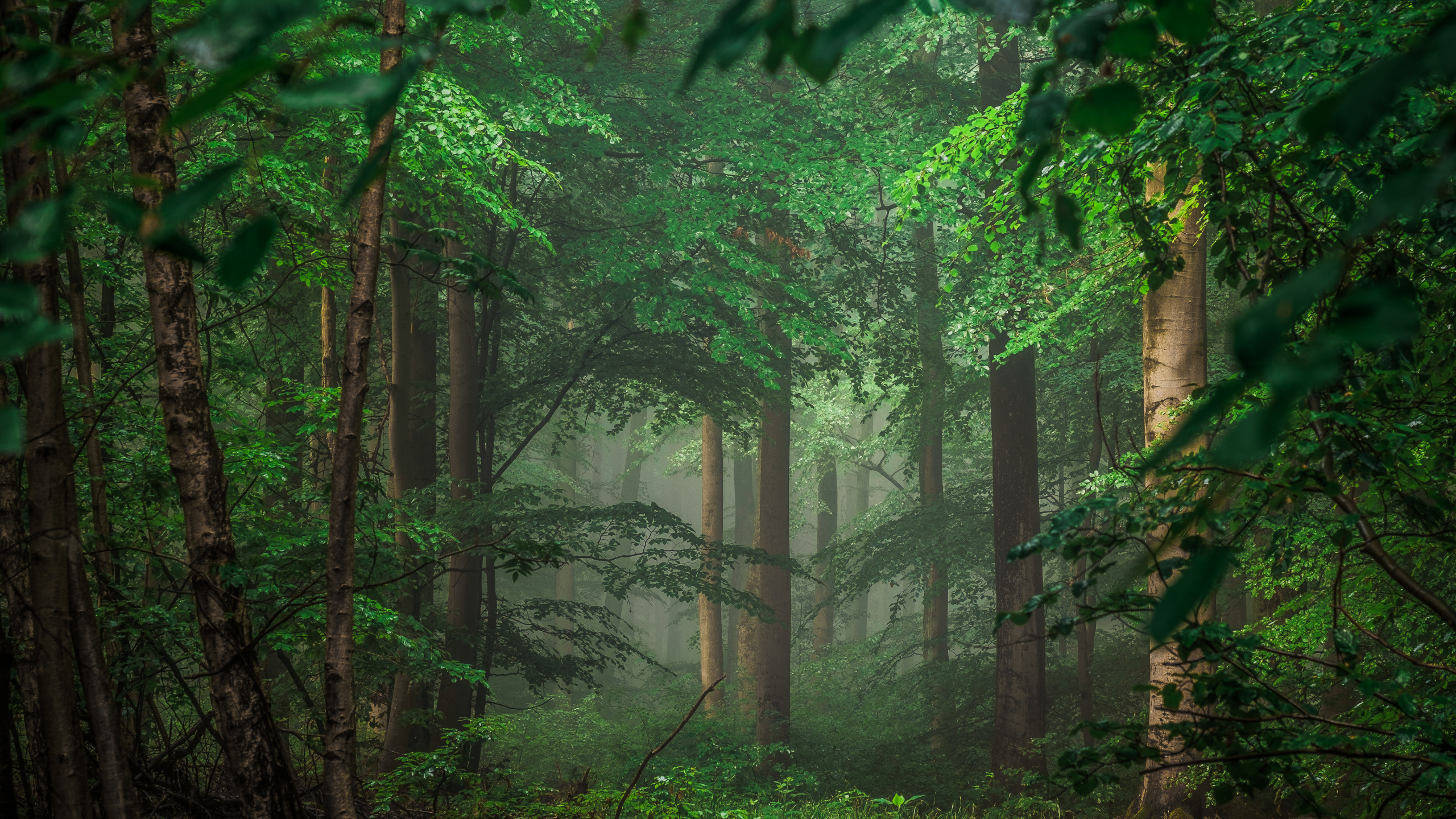 Green Trees and Plants During Daytime. Wallpaper in 2560x1440 Resolution