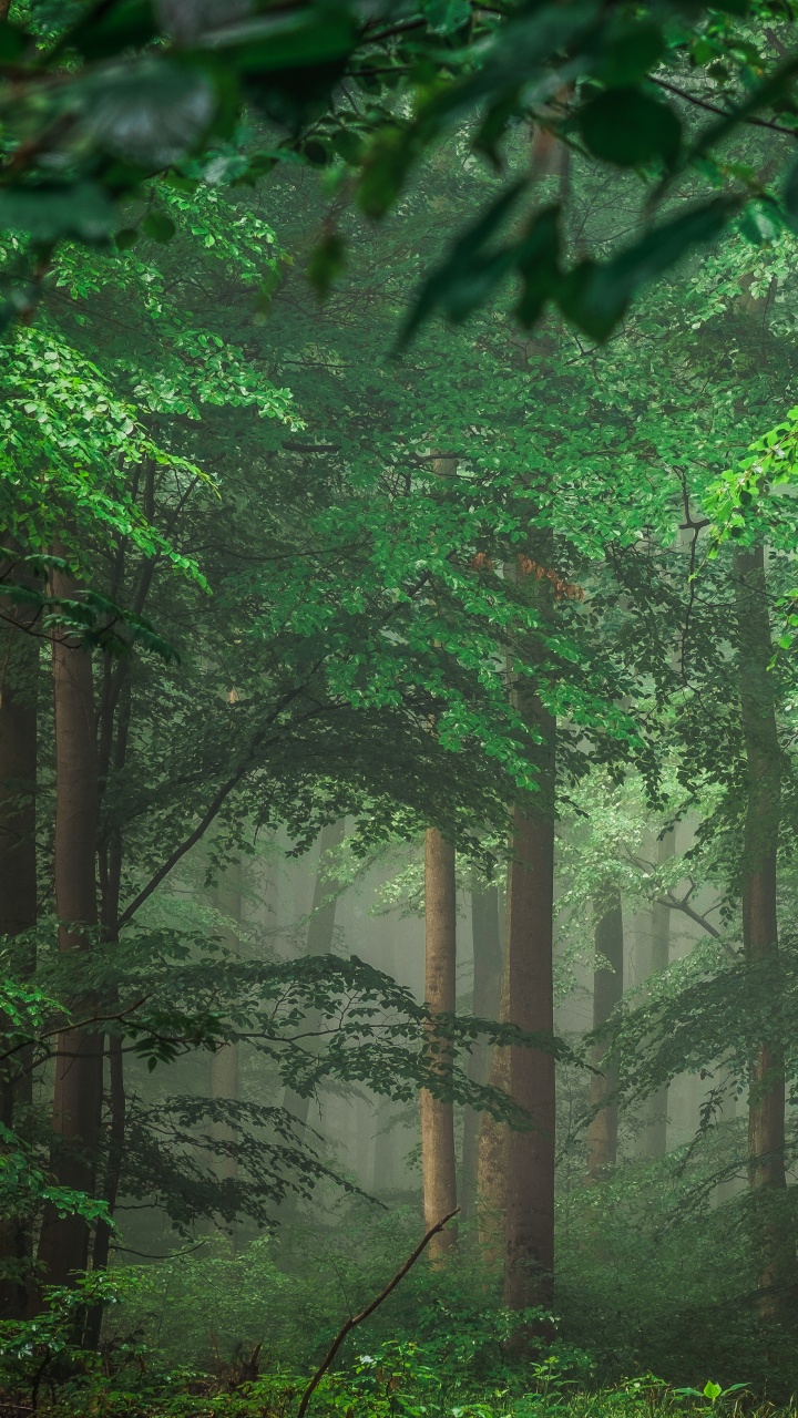 Green Trees and Plants During Daytime. Wallpaper in 720x1280 Resolution