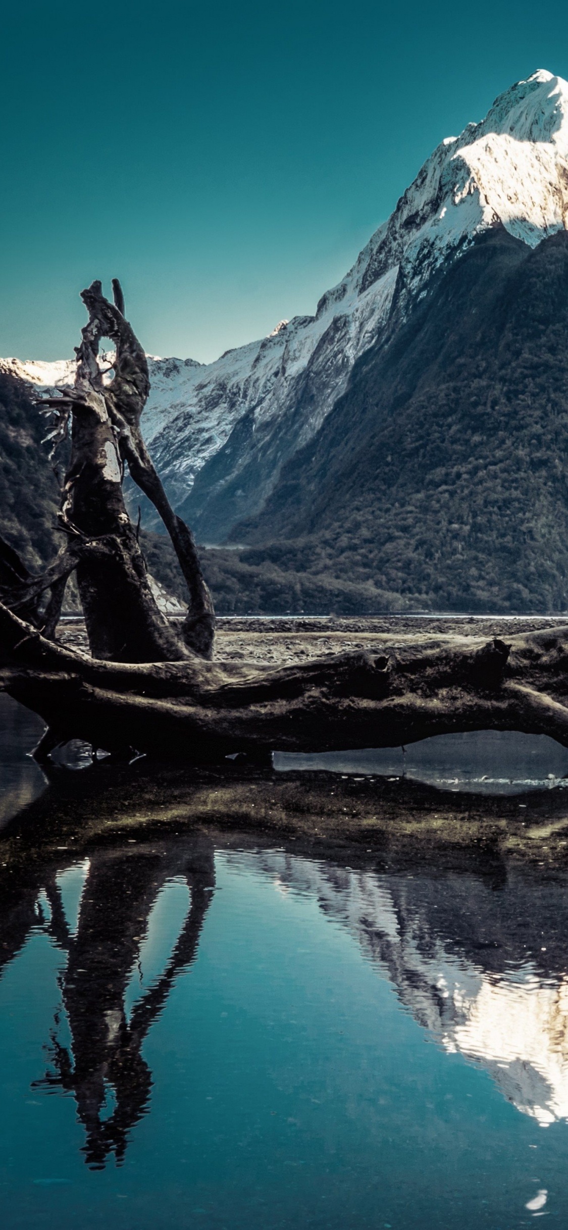 Brown Tree Branch on Body of Water Near Mountain. Wallpaper in 1125x2436 Resolution