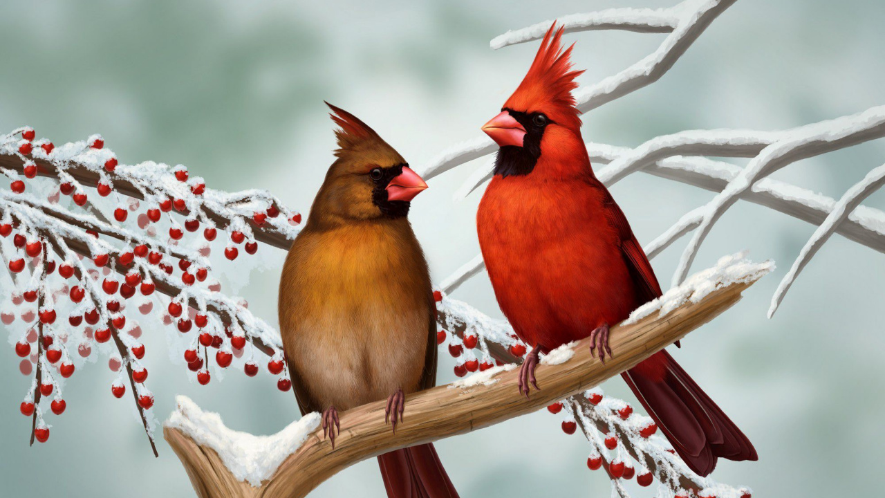 Roter Und Brauner Vogel Auf Ast. Wallpaper in 1280x720 Resolution