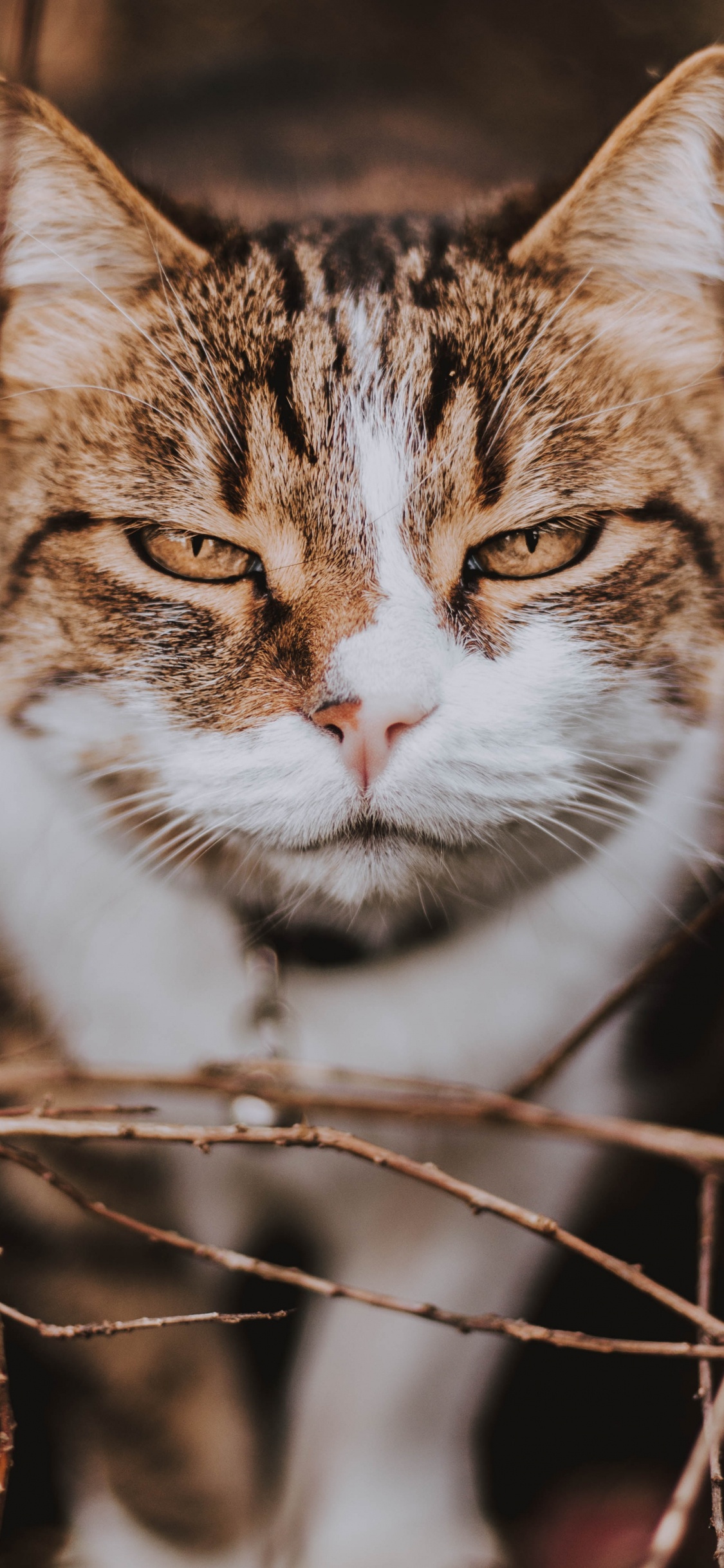 Brown and White Cat on Brown Tree Branch. Wallpaper in 1125x2436 Resolution