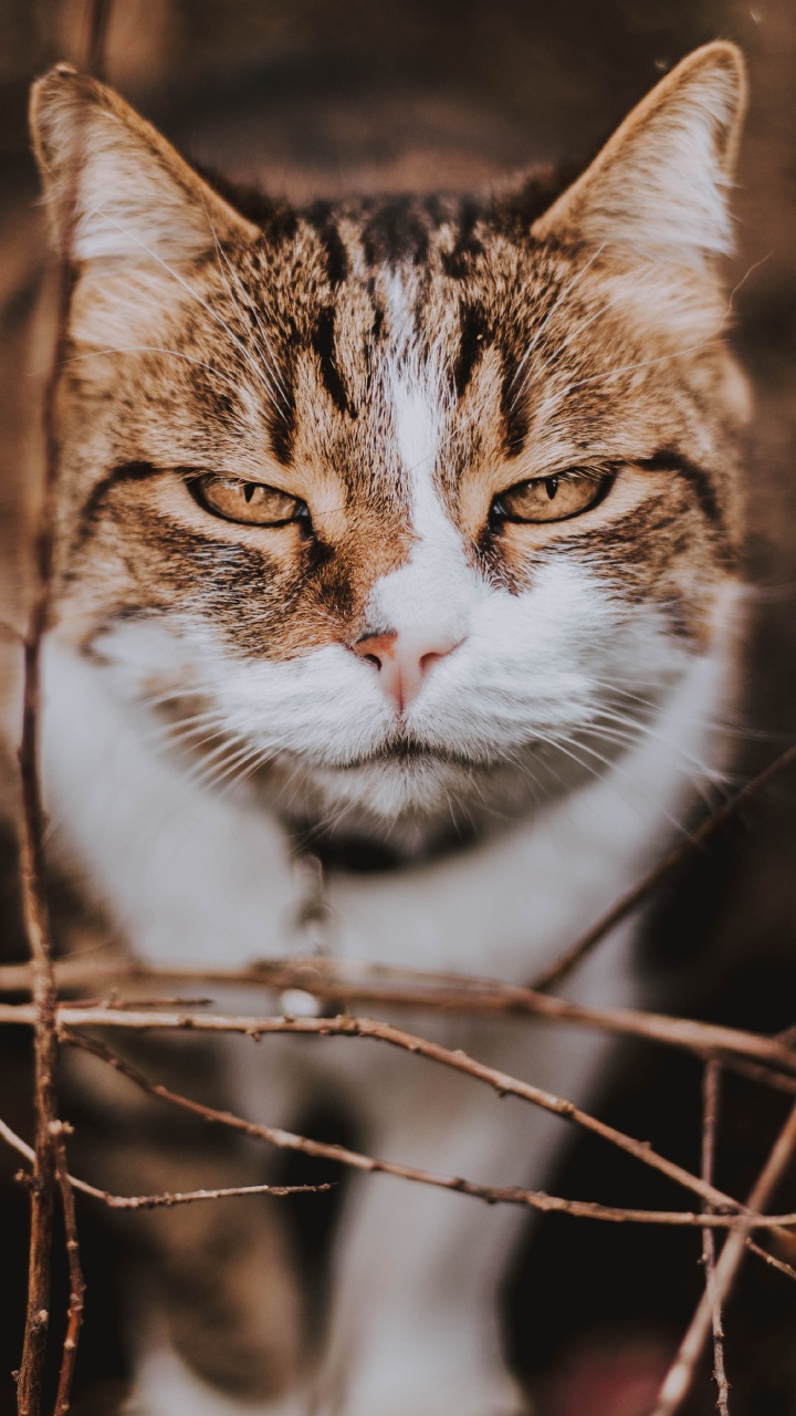 Brown and White Cat on Brown Tree Branch. Wallpaper in 720x1280 Resolution