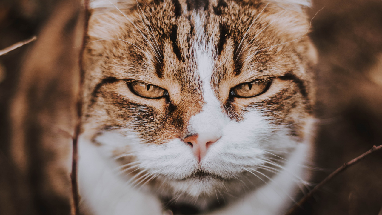 Braune Und Weiße Katze Auf Braunem Ast. Wallpaper in 1280x720 Resolution