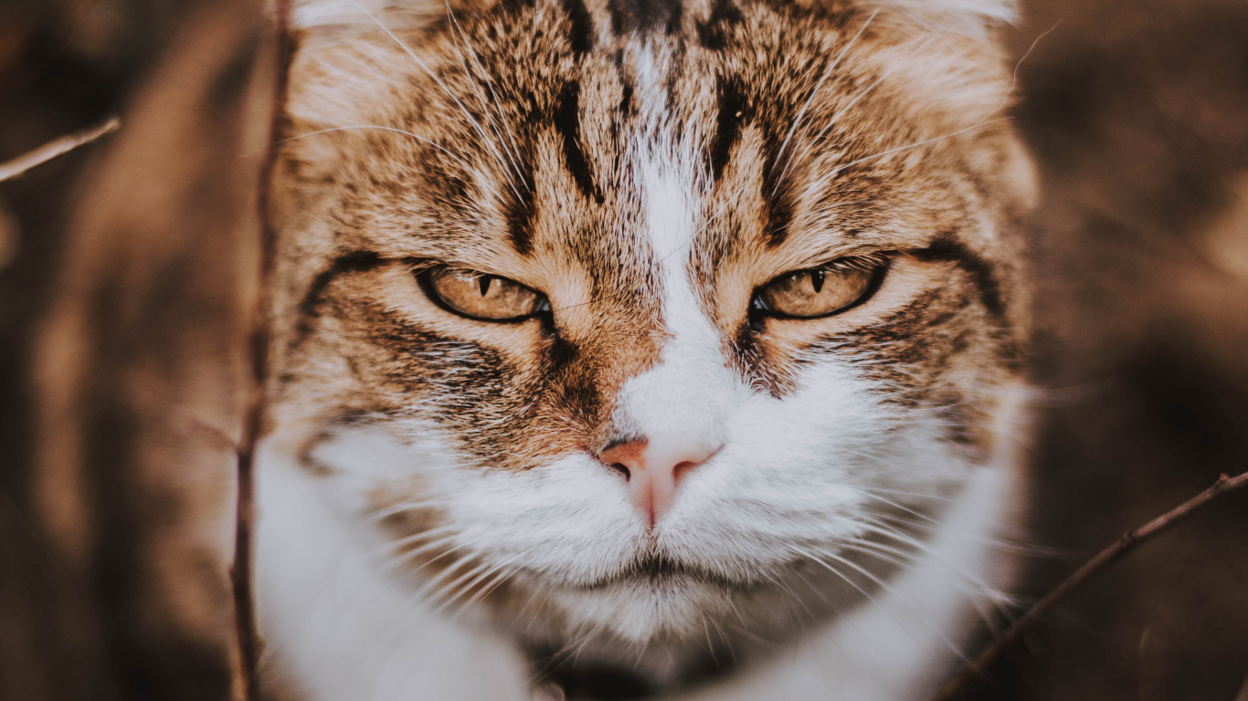 Braune Und Weiße Katze Auf Braunem Ast. Wallpaper in 1366x768 Resolution