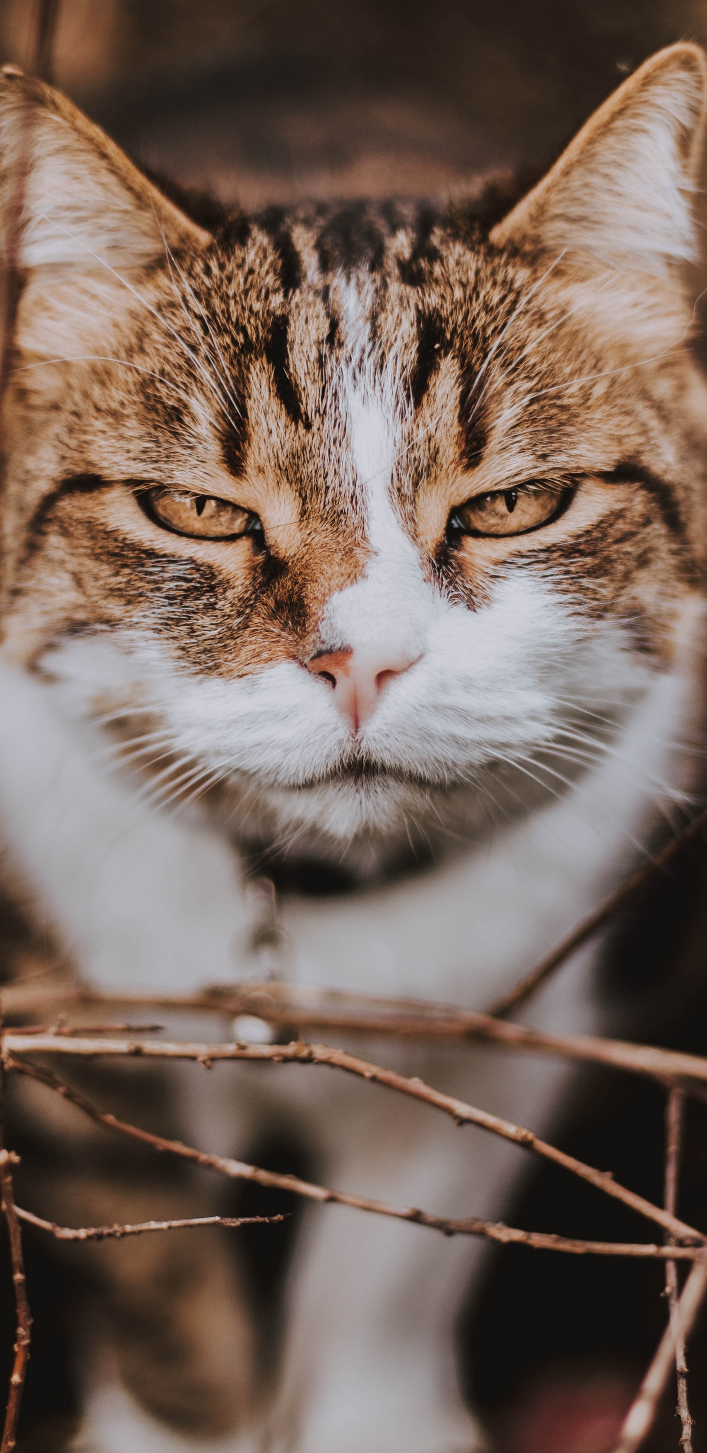 Braune Und Weiße Katze Auf Braunem Ast. Wallpaper in 1440x2960 Resolution