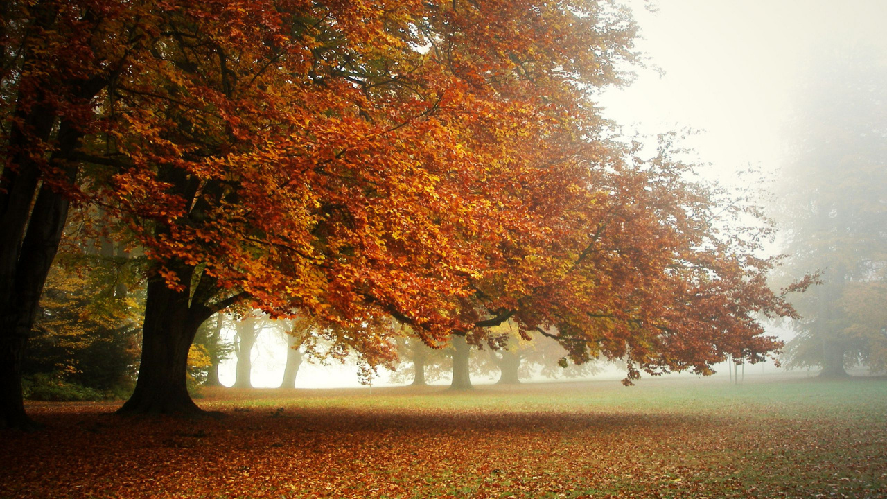 Arbres Bruns Sur Champ Brun Pendant la Journée. Wallpaper in 1280x720 Resolution