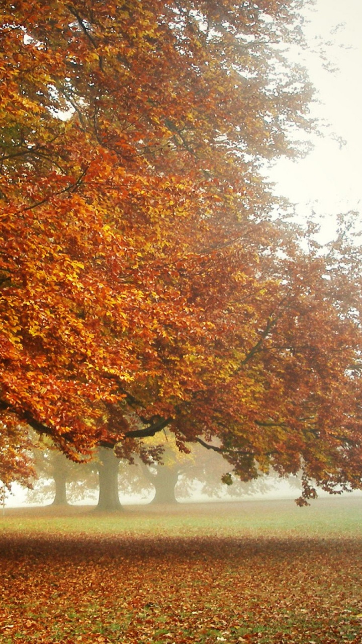 Arbres Bruns Sur Champ Brun Pendant la Journée. Wallpaper in 720x1280 Resolution