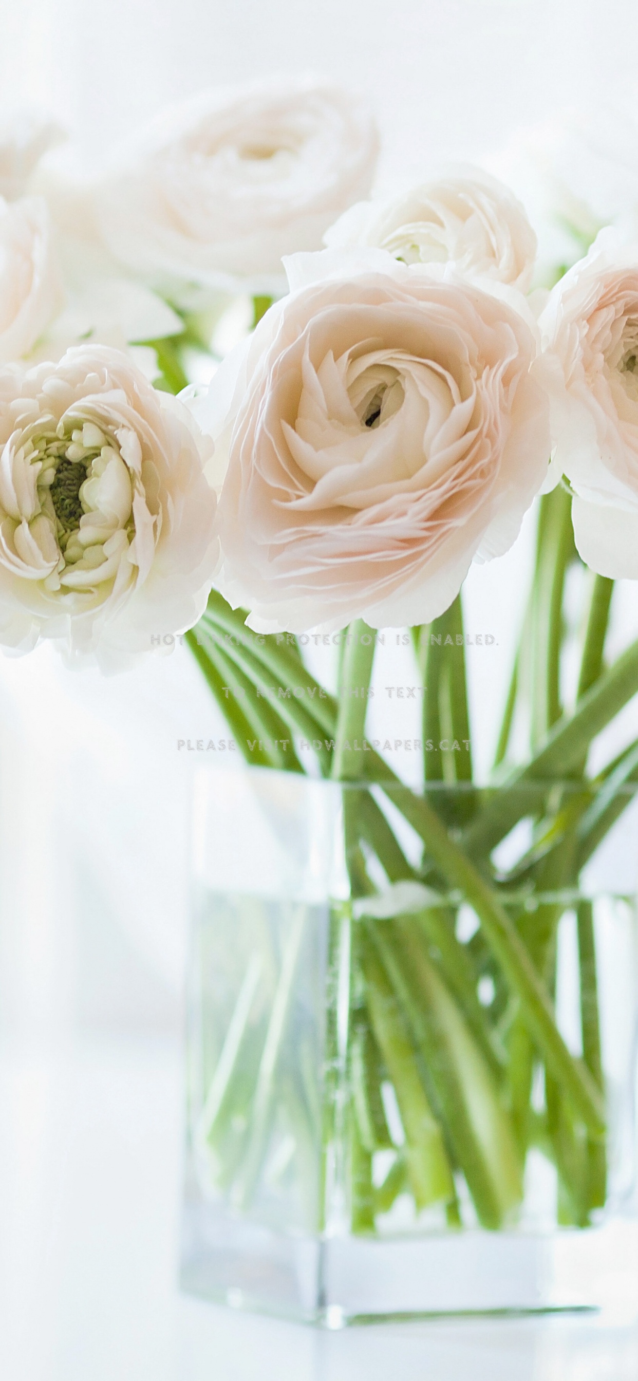 White Roses in Clear Glass Vase. Wallpaper in 1242x2688 Resolution