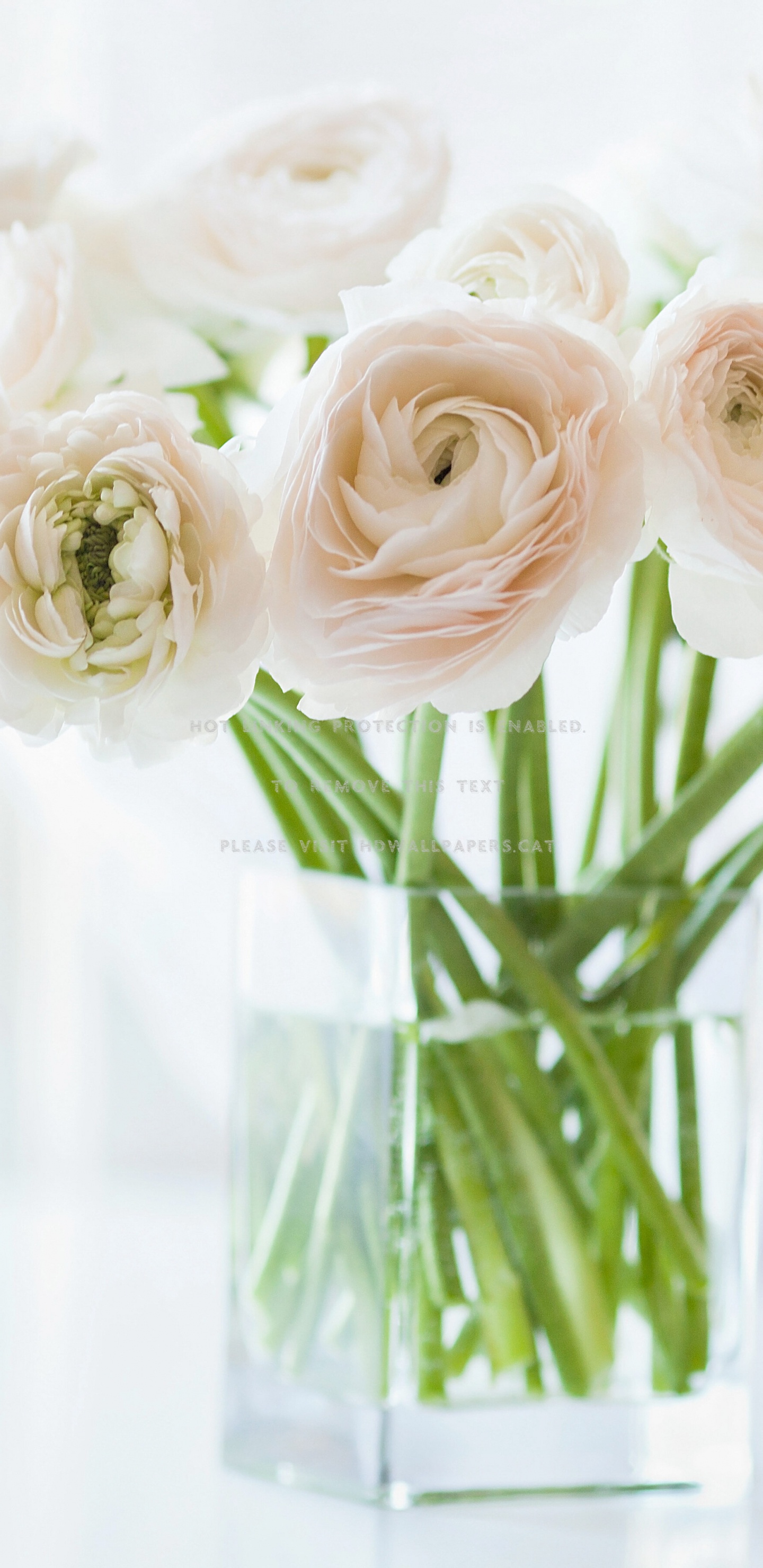 White Roses in Clear Glass Vase. Wallpaper in 1440x2960 Resolution