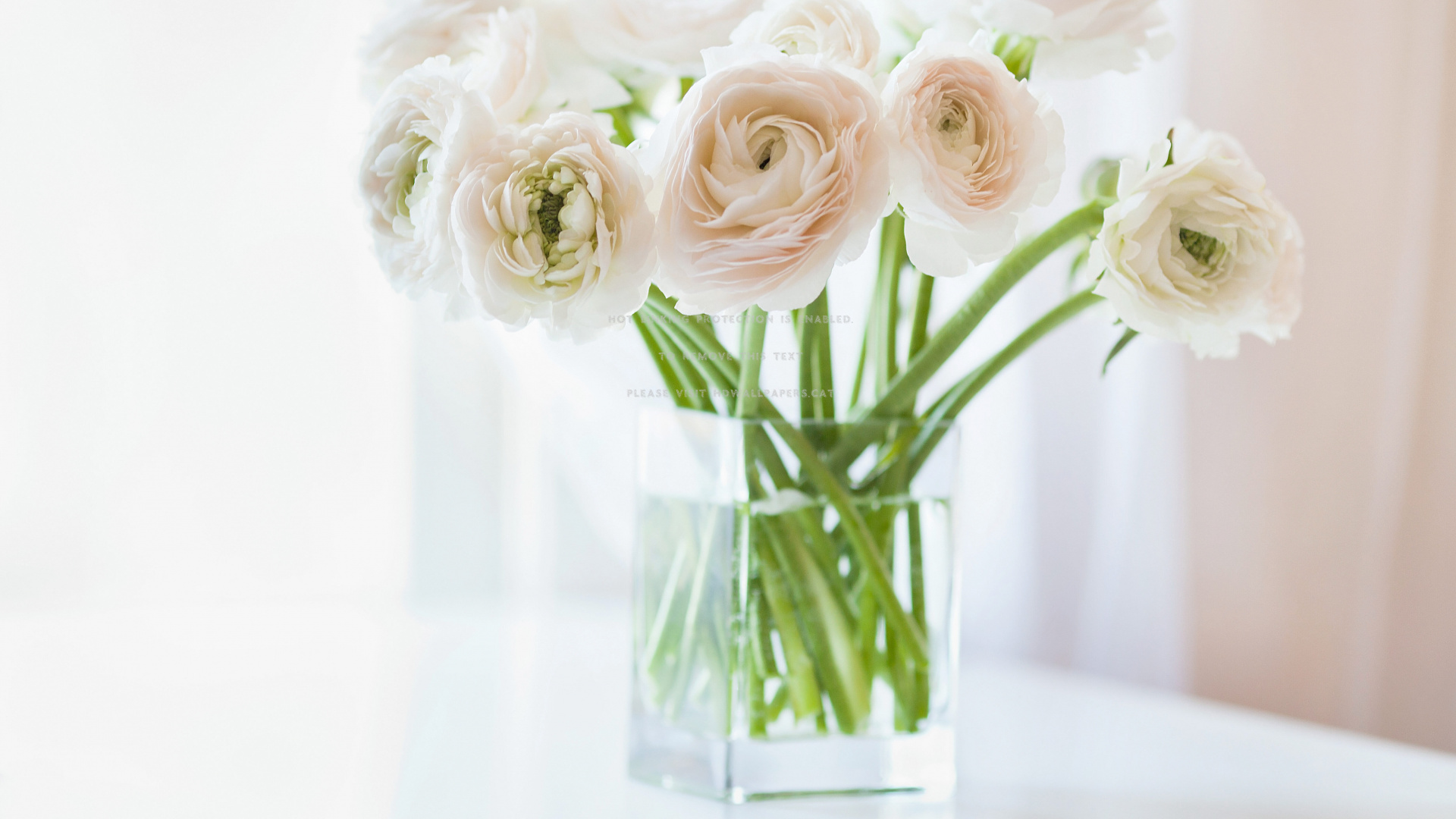White Roses in Clear Glass Vase. Wallpaper in 1920x1080 Resolution