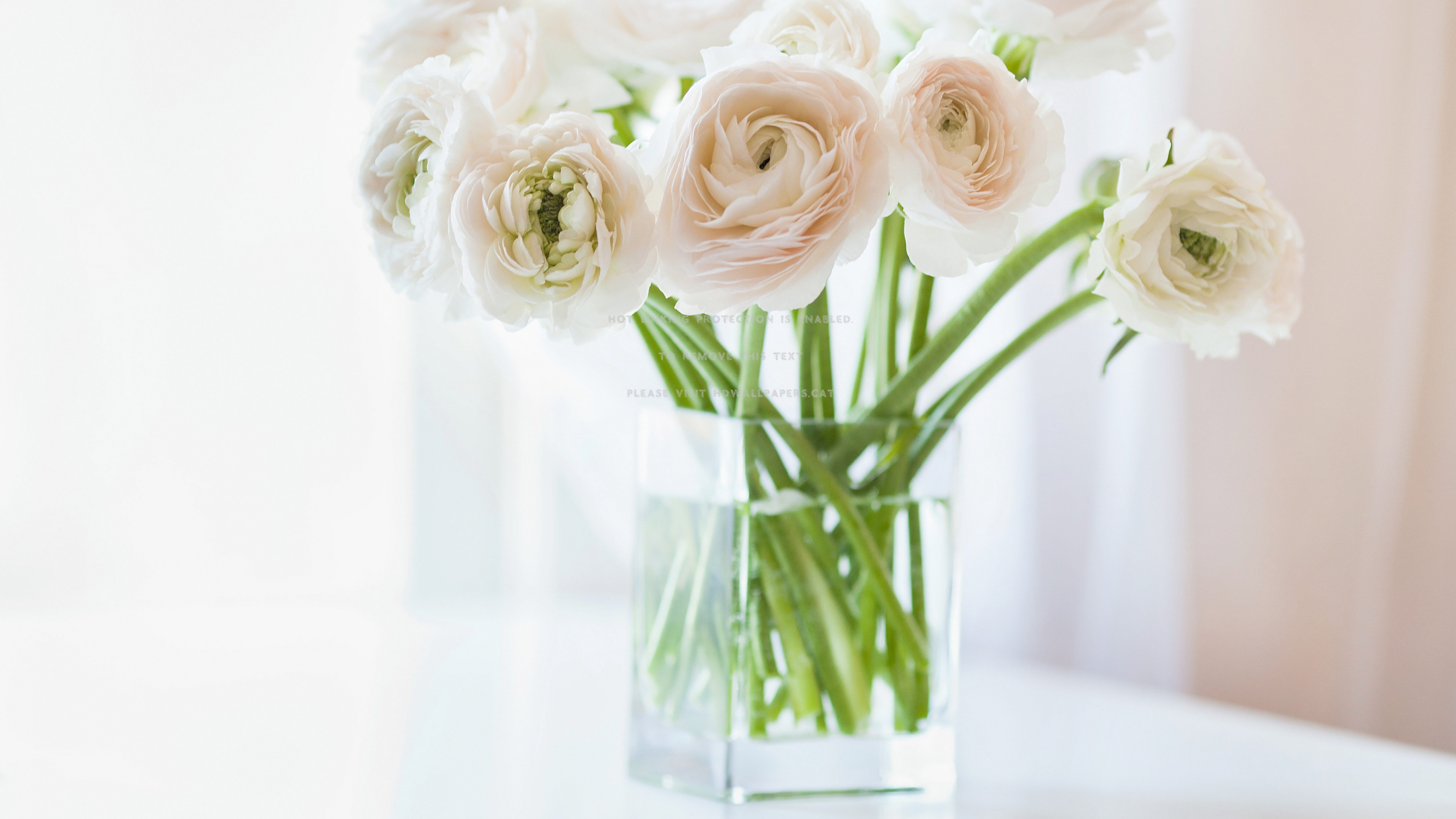 White Roses in Clear Glass Vase. Wallpaper in 3840x2160 Resolution