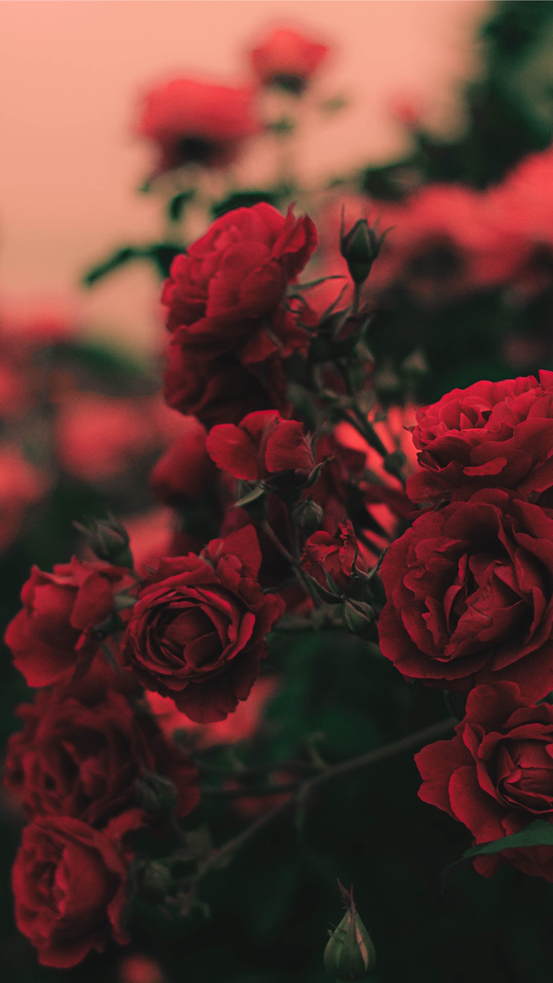 Flower, Rose, Botany, Petal, Plant. Wallpaper in 1080x1920 Resolution