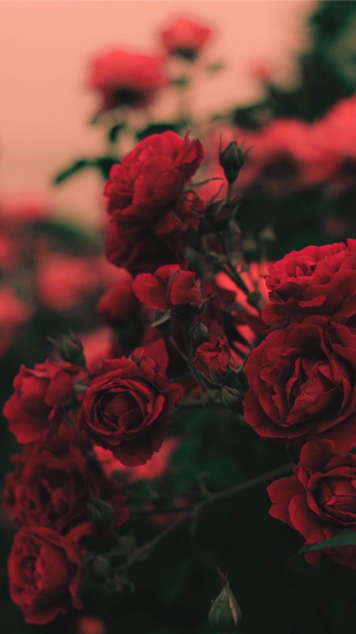 Roses, Botanique, Pétale, Hybride de Thé à la Rose, Pink. Wallpaper in 720x1280 Resolution