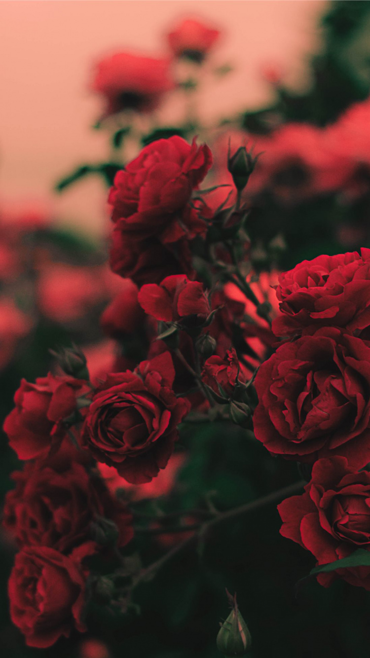 Roses, Botanique, Pétale, Hybride de Thé à la Rose, Pink. Wallpaper in 750x1334 Resolution