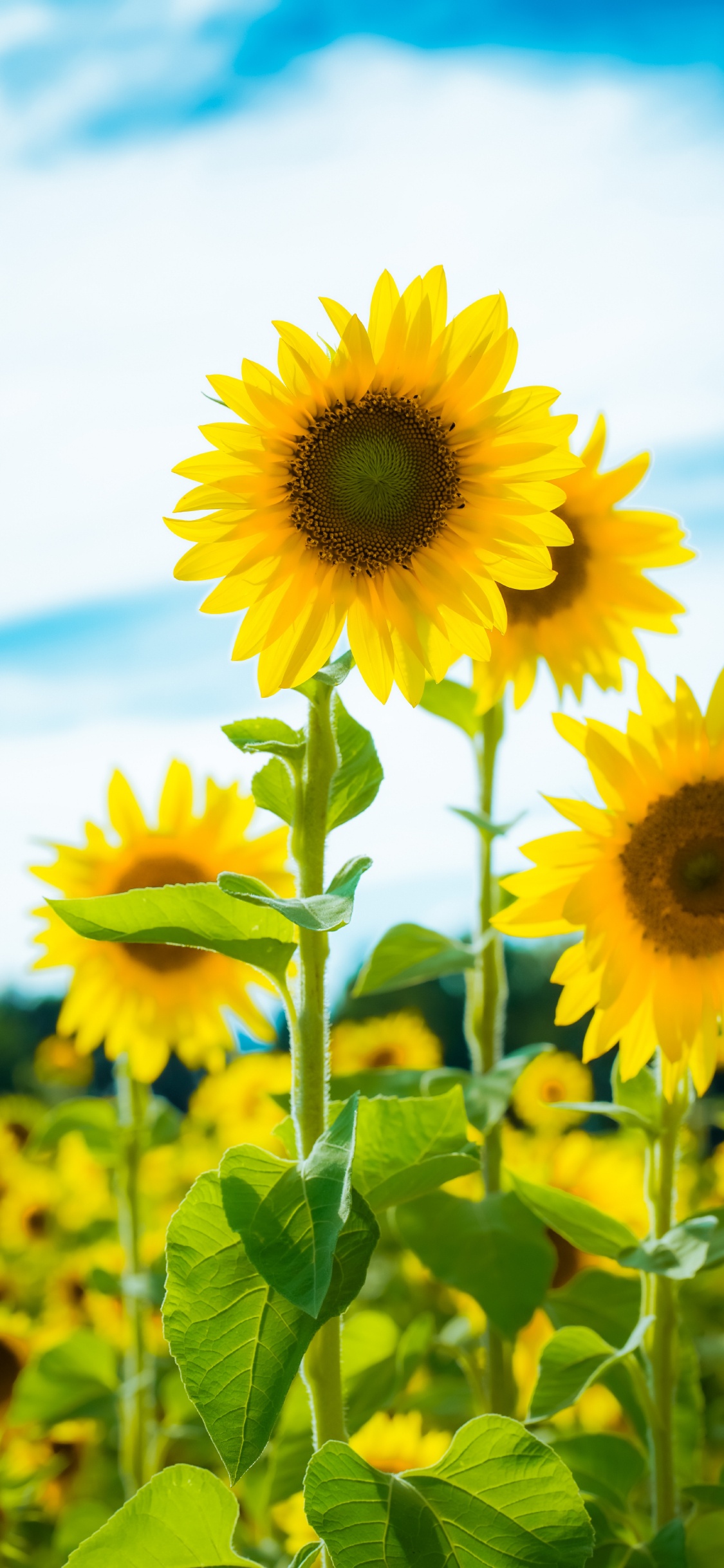 Flower, Cloud, Plant, Daytime, Blue. Wallpaper in 1125x2436 Resolution