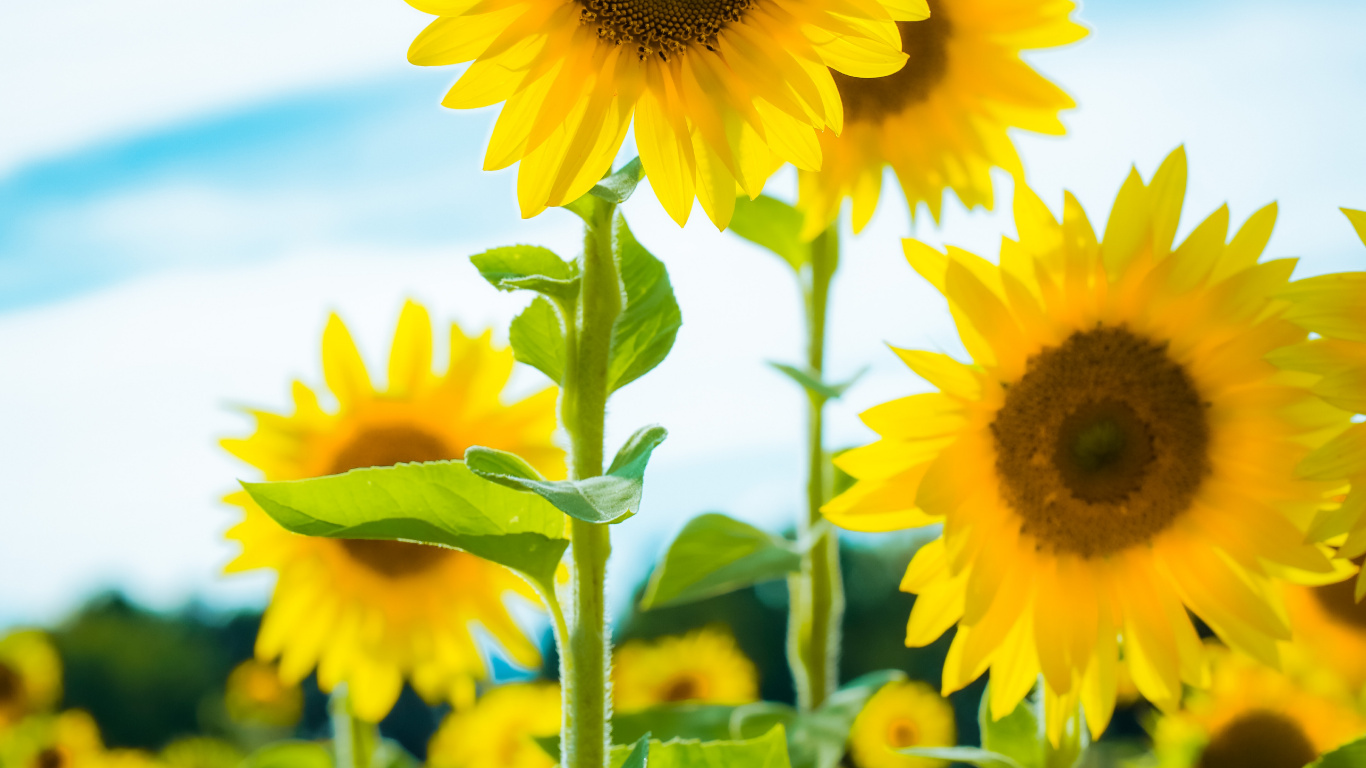 Flower, Cloud, Plant, Daytime, Blue. Wallpaper in 1366x768 Resolution