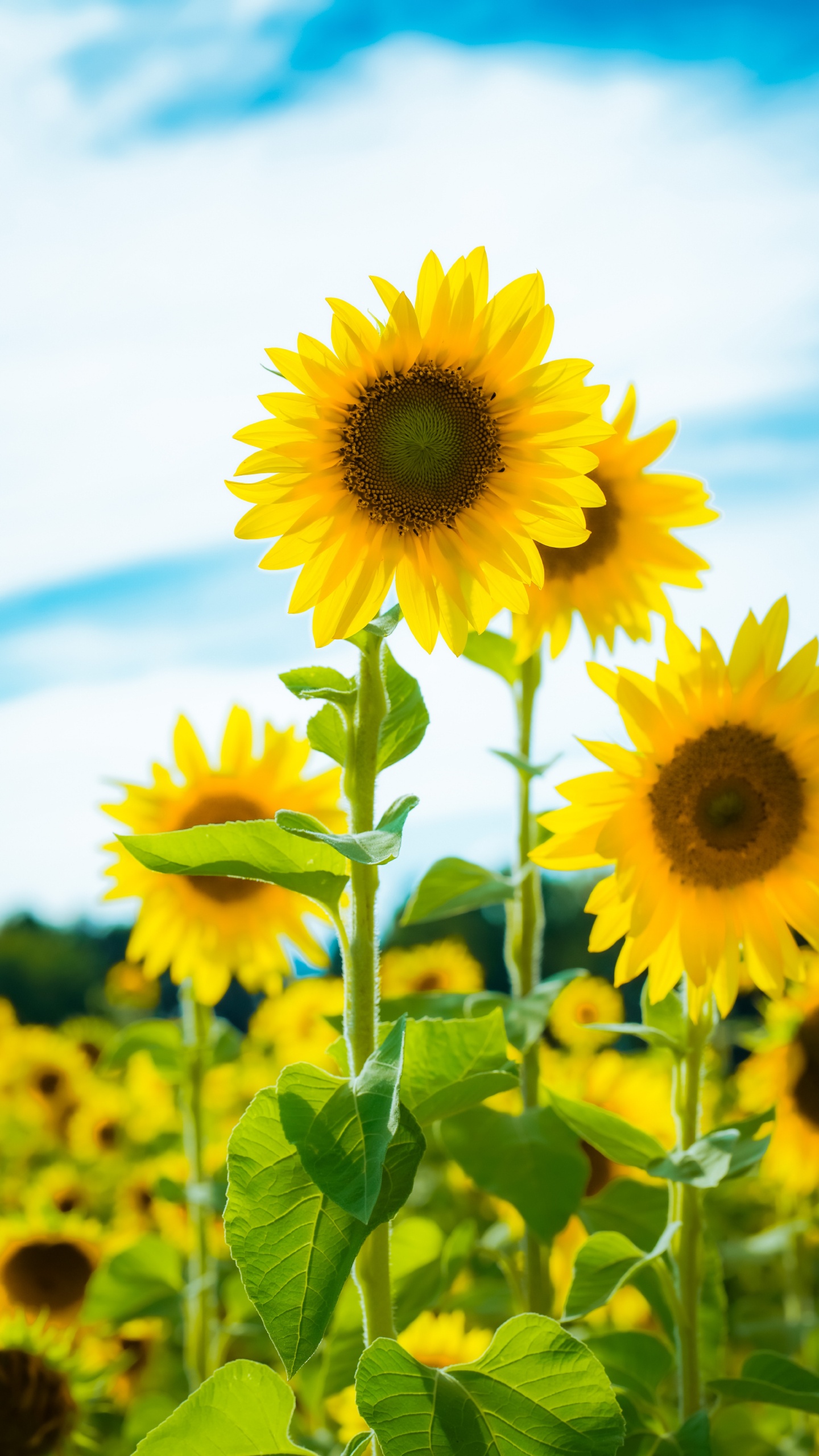 Flower, Cloud, Plant, Daytime, Blue. Wallpaper in 1440x2560 Resolution