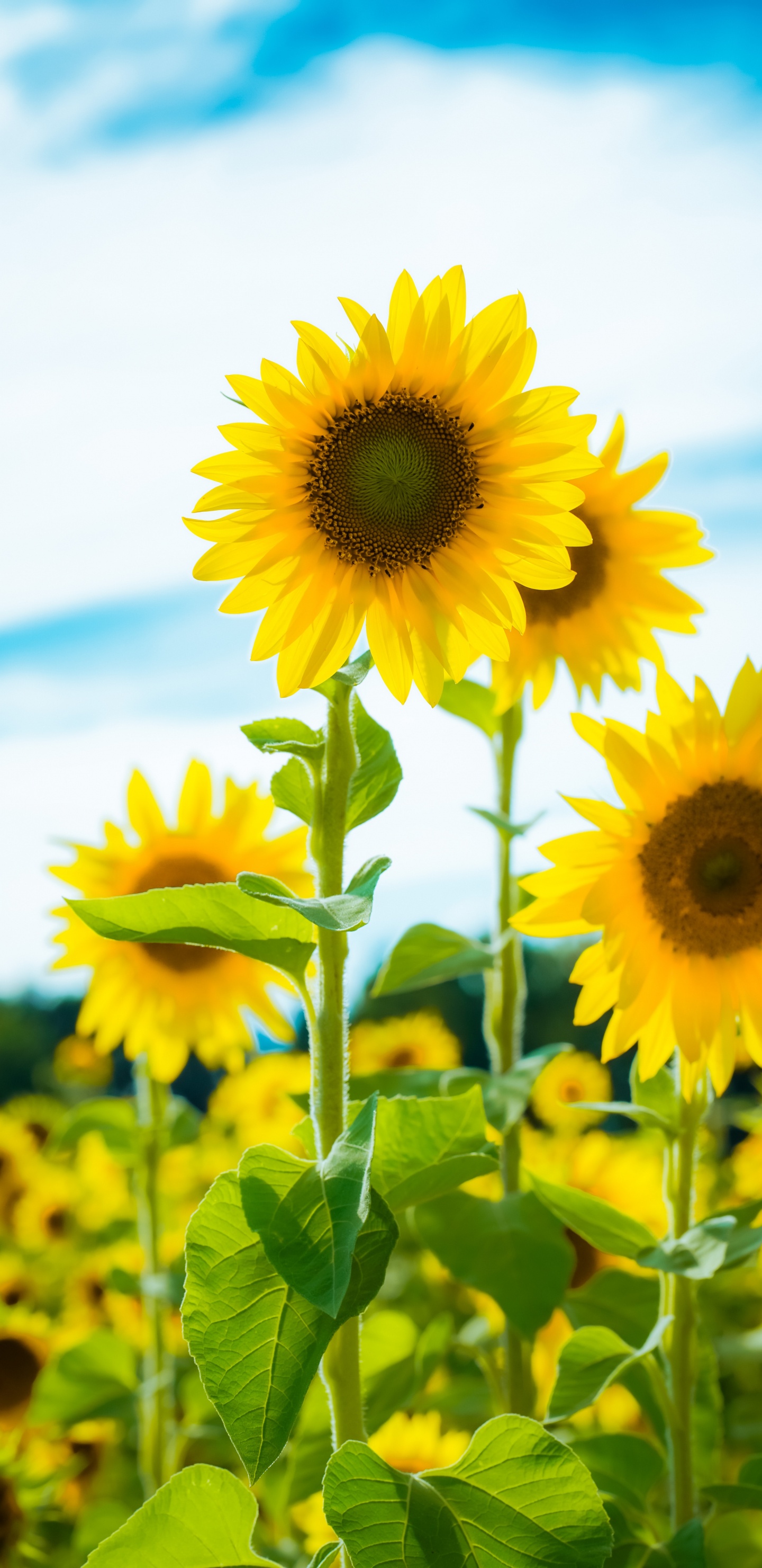 Flower, Cloud, Plant, Daytime, Blue. Wallpaper in 1440x2960 Resolution