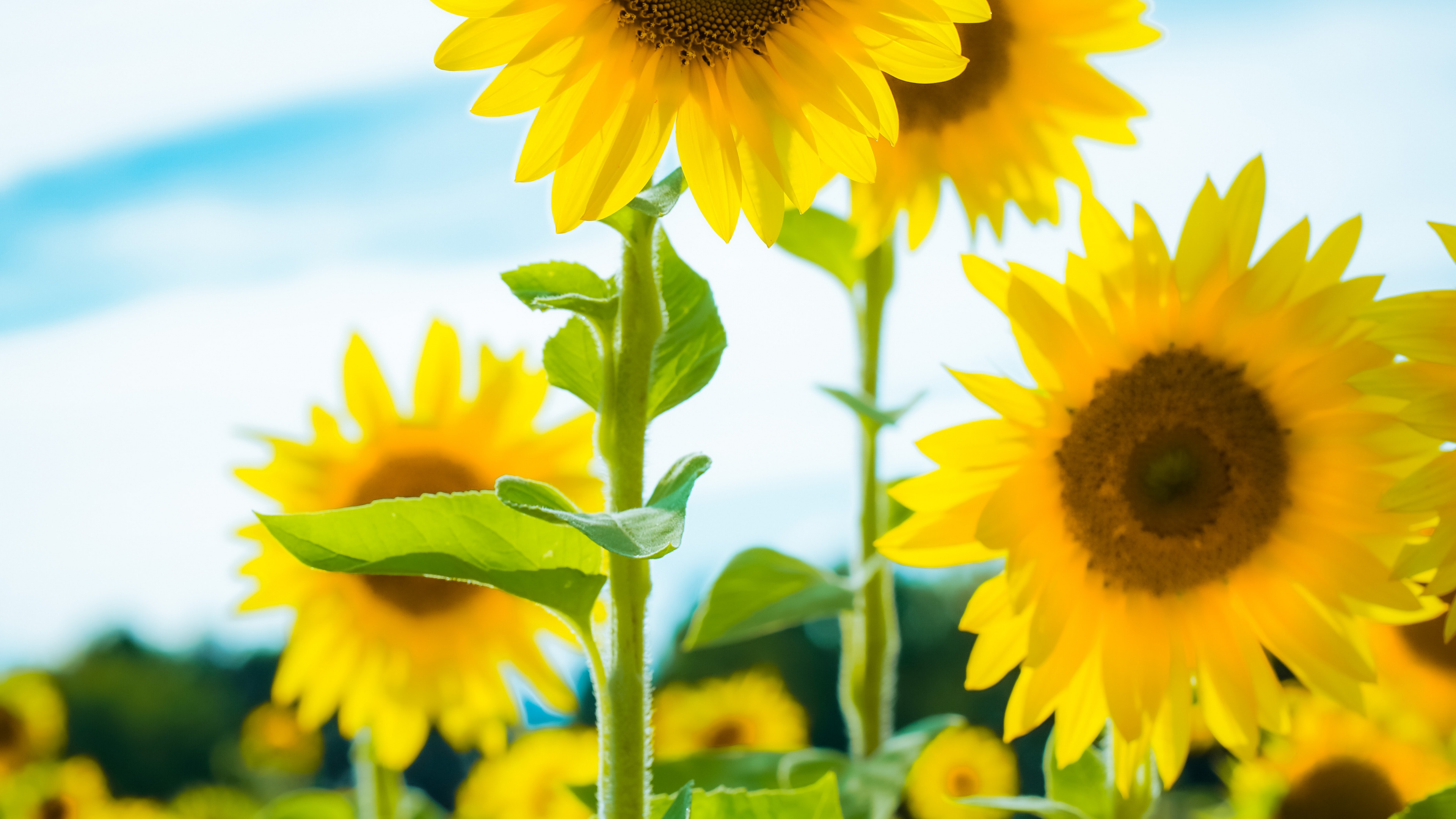 Flower, Cloud, Plant, Daytime, Blue. Wallpaper in 3840x2160 Resolution