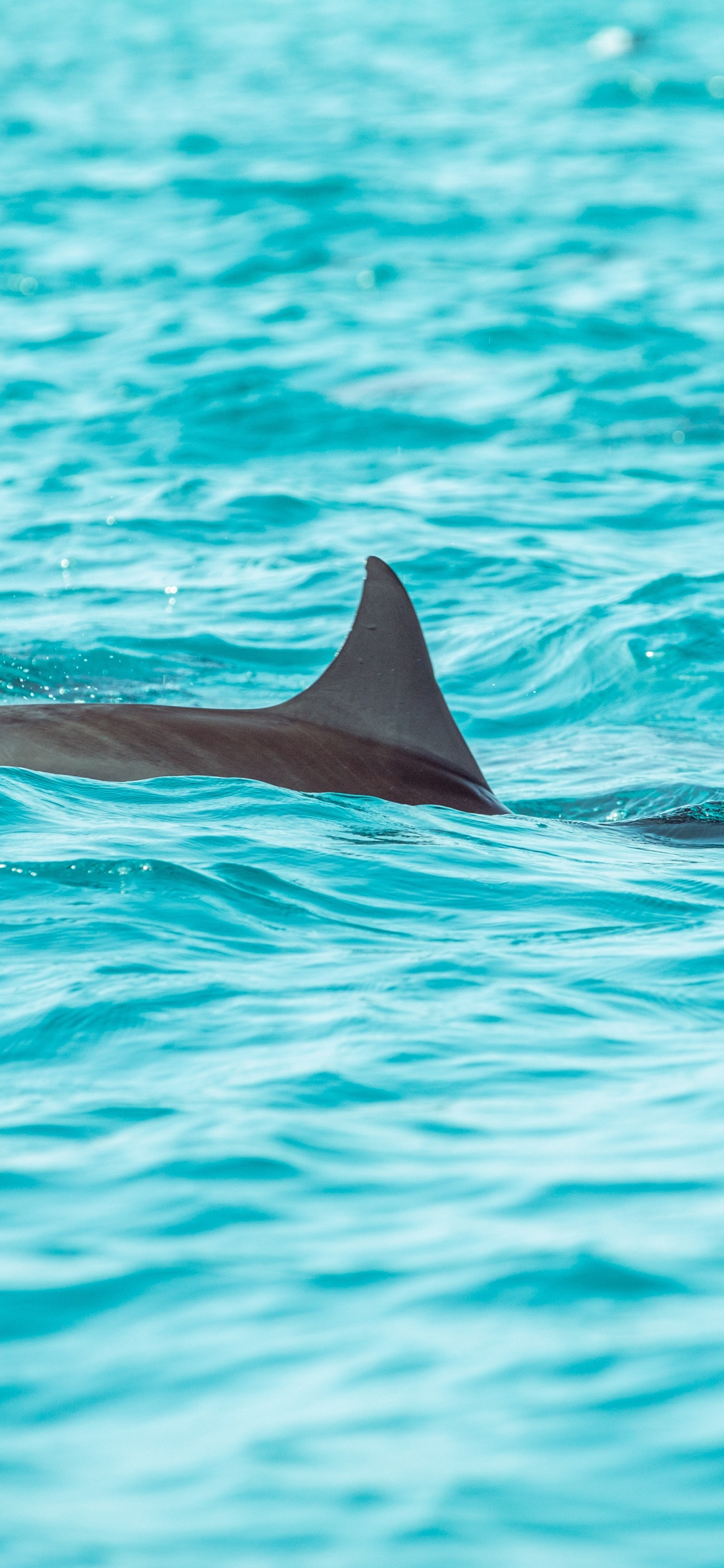 Baleine Noire Dans L'eau Bleue. Wallpaper in 1125x2436 Resolution