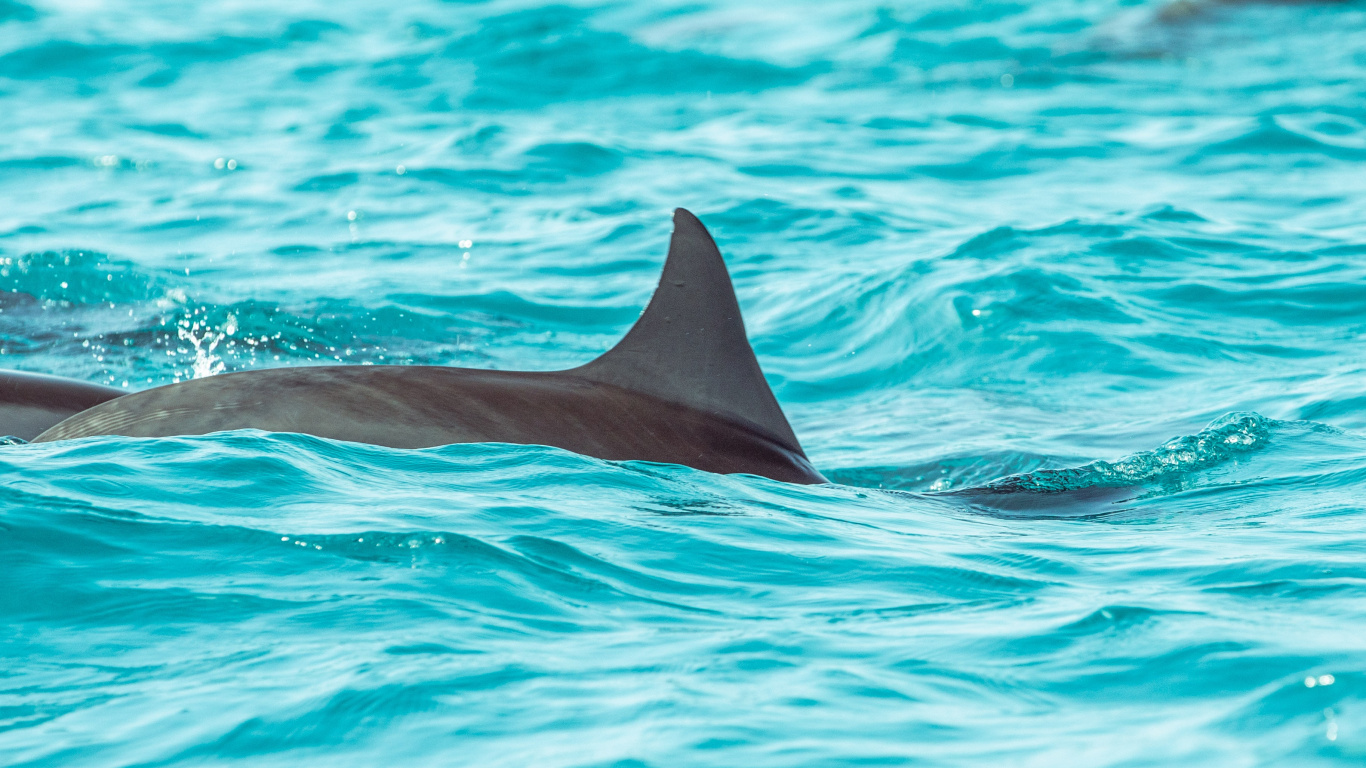 Baleine Noire Dans L'eau Bleue. Wallpaper in 1366x768 Resolution