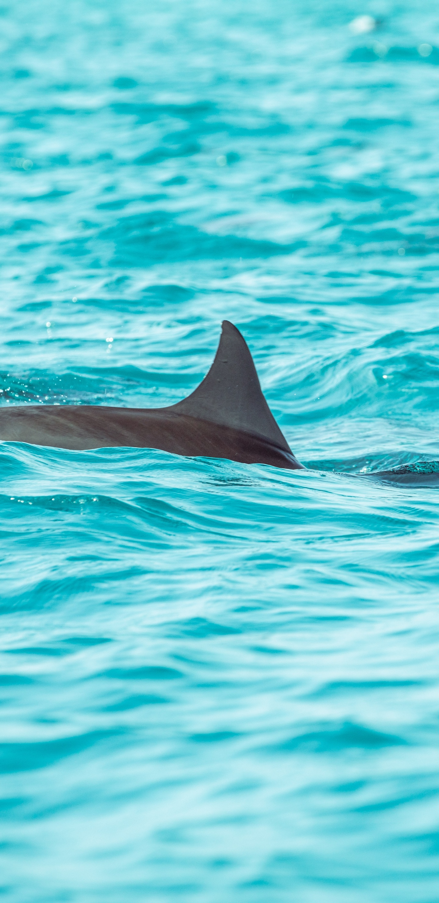 Ballena Negra en Agua Azul. Wallpaper in 1440x2960 Resolution