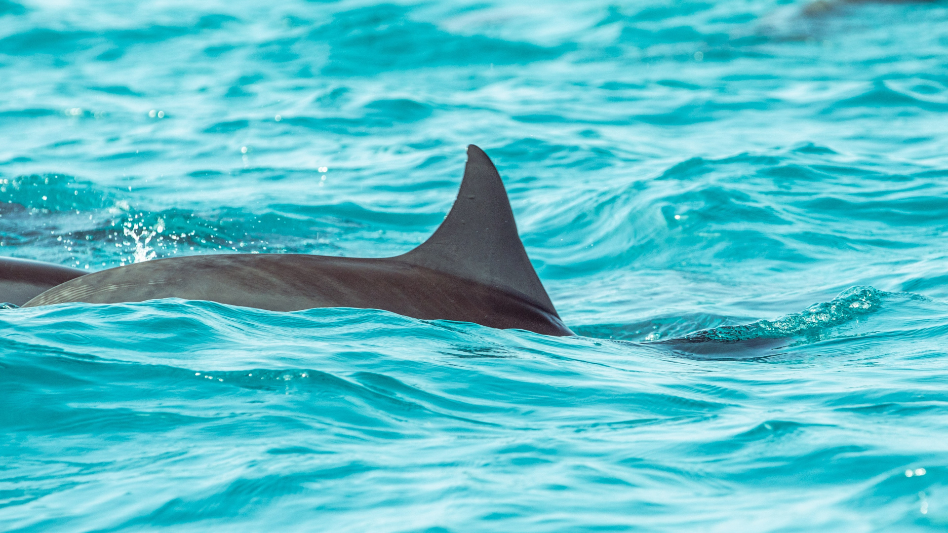 Ballena Negra en Agua Azul. Wallpaper in 1920x1080 Resolution