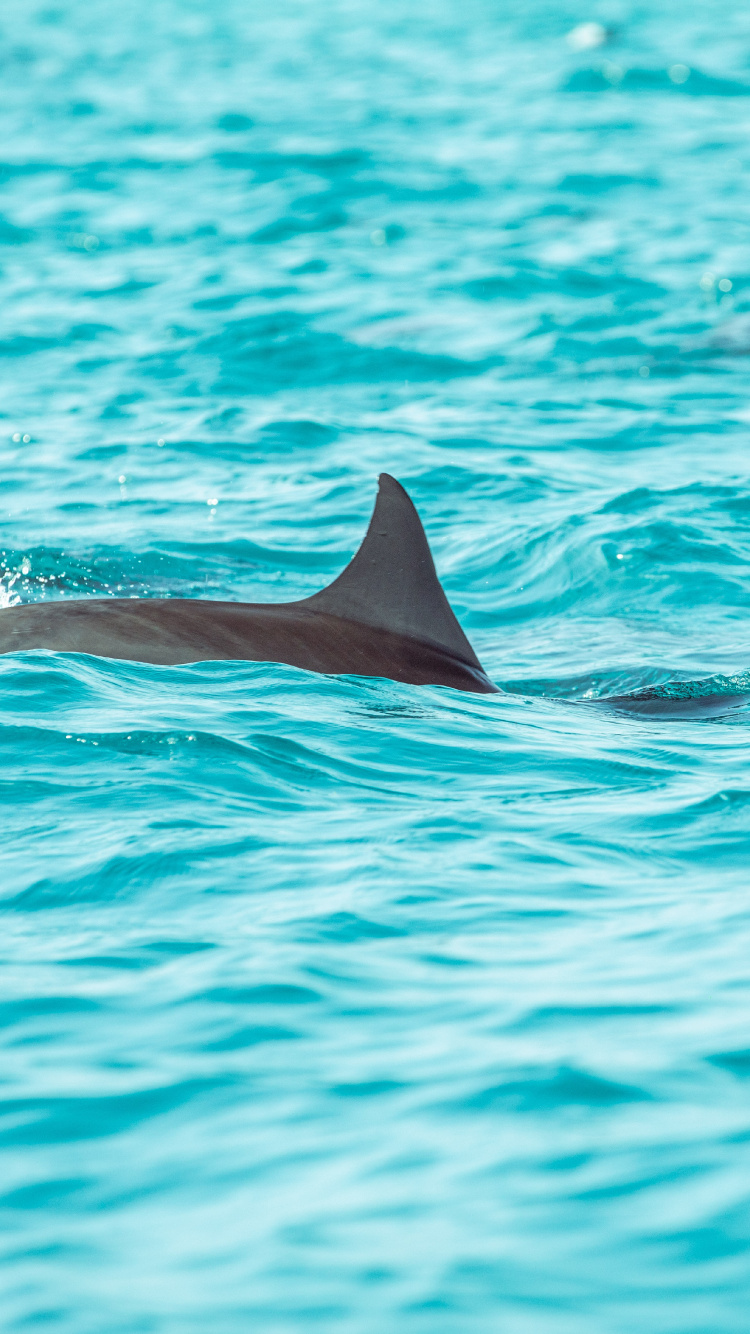 Ballena Negra en Agua Azul. Wallpaper in 750x1334 Resolution