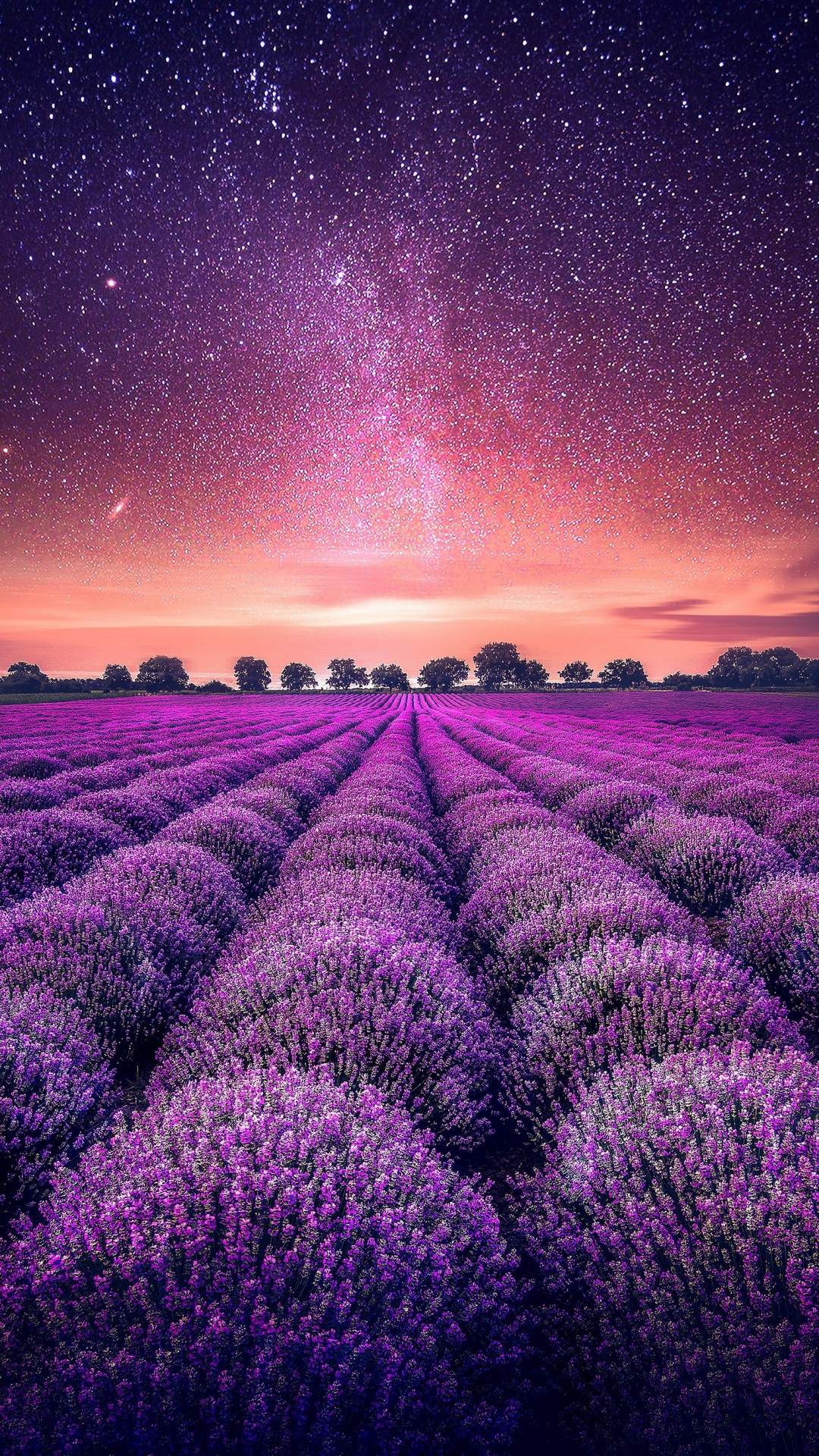 Lavanda, Jardin, Ecorregión, Luz, Morado. Wallpaper in 1080x1920 Resolution