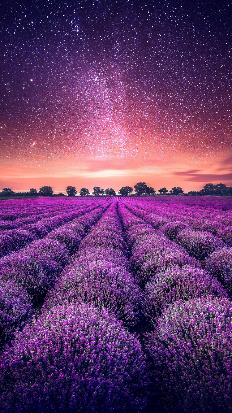 Lavanda, Jardin, Ecorregión, Luz, Morado. Wallpaper in 750x1334 Resolution