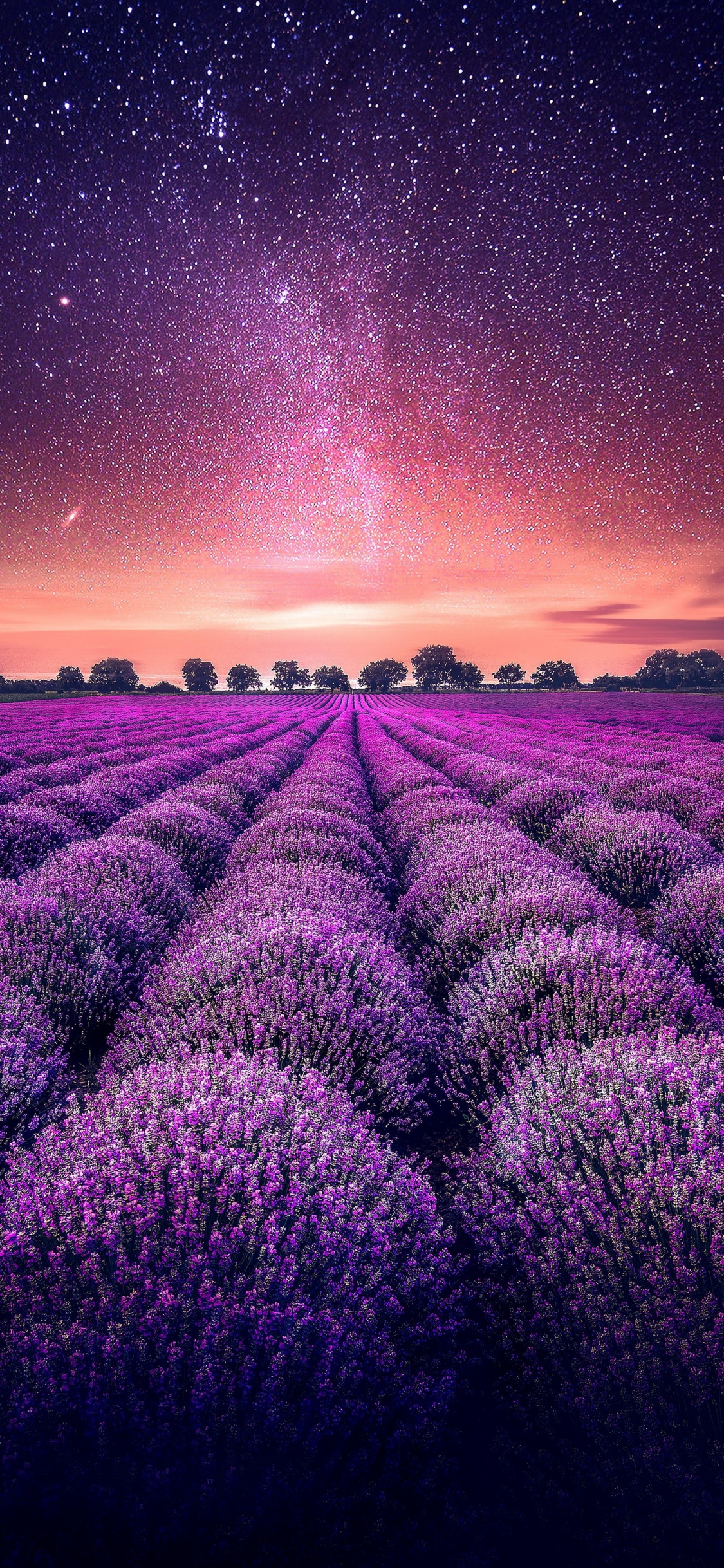 Lavendel, Garden, Ökoregion, Licht, Purpur. Wallpaper in 1125x2436 Resolution