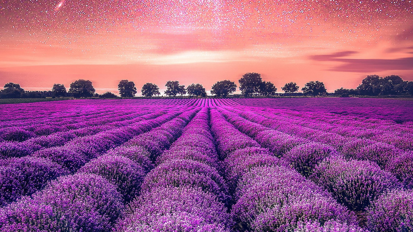 Lavendel, Garden, Ökoregion, Licht, Purpur. Wallpaper in 1366x768 Resolution
