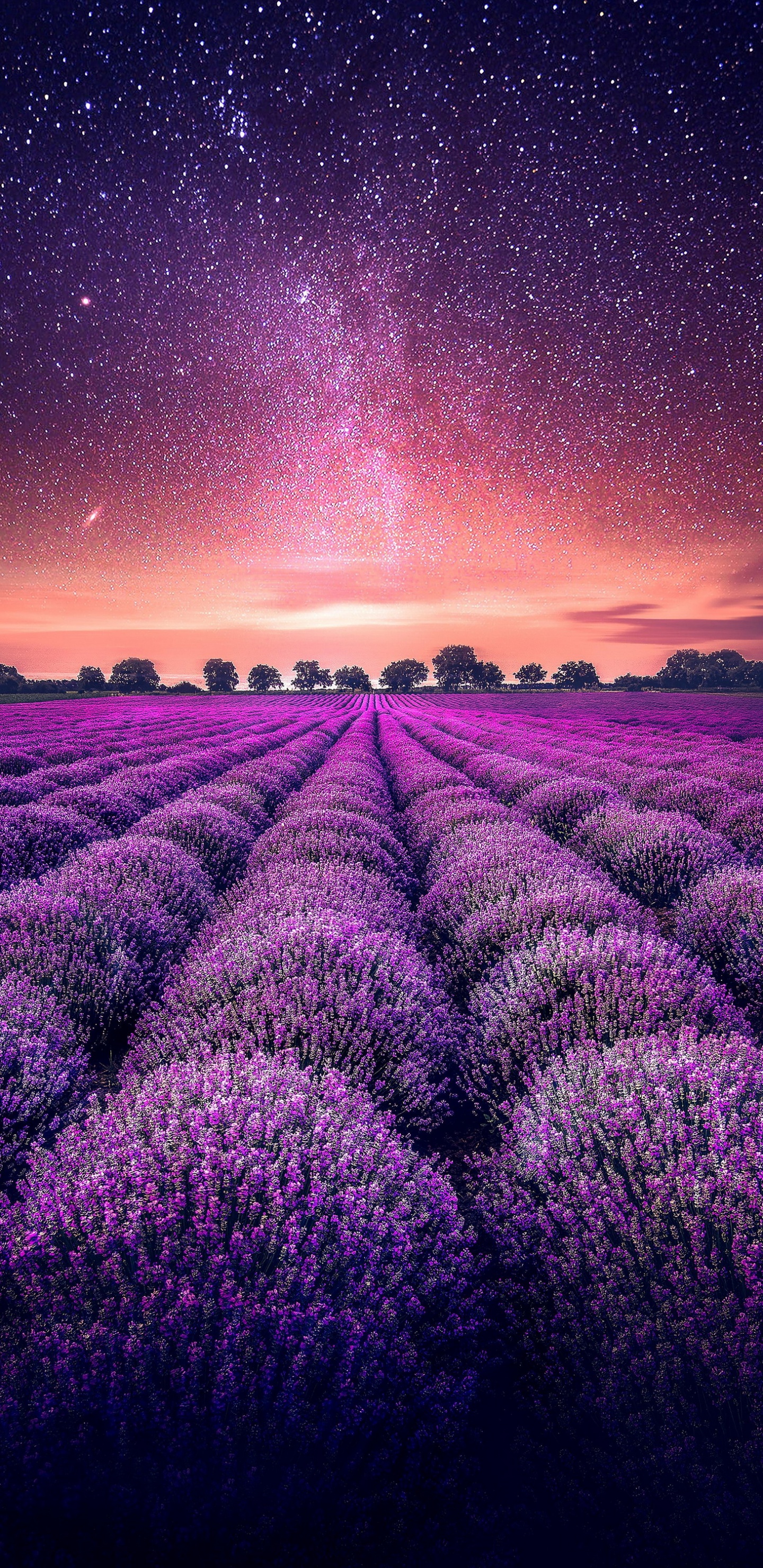 Lavendel, Garden, Ökoregion, Licht, Purpur. Wallpaper in 1440x2960 Resolution