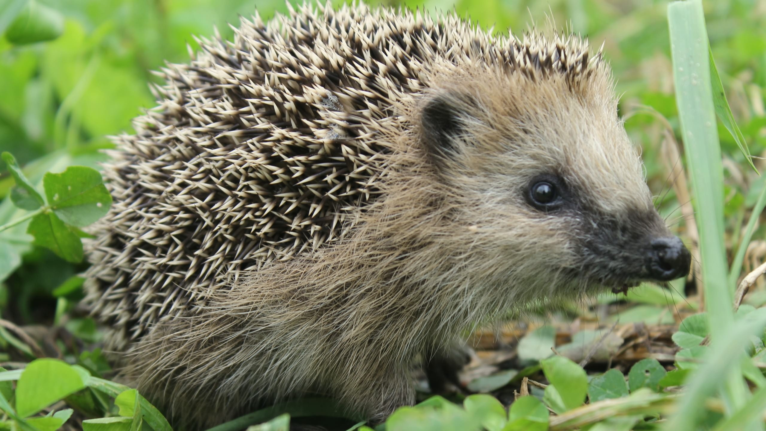 Hedgehog on Green Grass During Daytime. Wallpaper in 2560x1440 Resolution