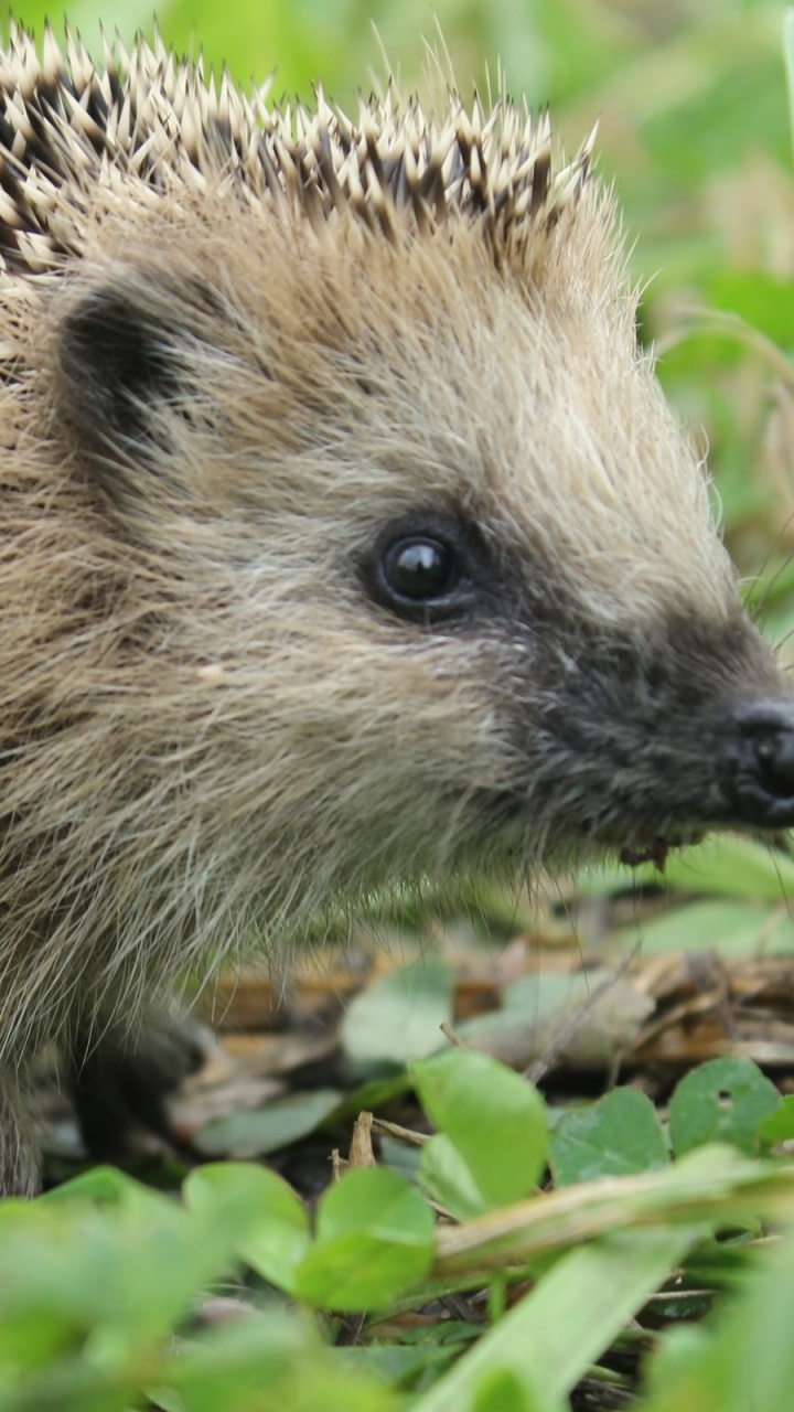 Hedgehog on Green Grass During Daytime. Wallpaper in 720x1280 Resolution