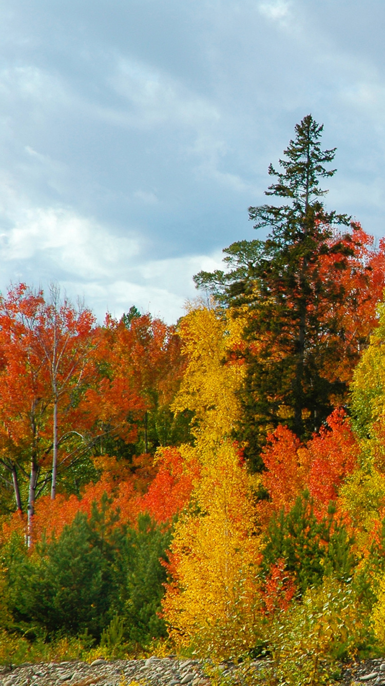 Arbres Jaunes et Rouges Sous Ciel Nuageux Pendant la Journée. Wallpaper in 750x1334 Resolution