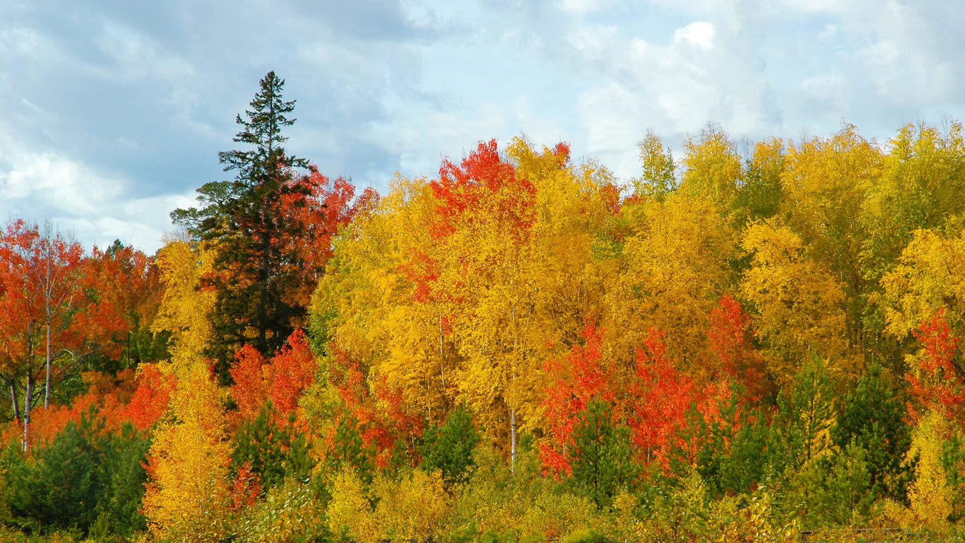 Yellow and Red Trees Under Cloudy Sky During Daytime. Wallpaper in 1366x768 Resolution