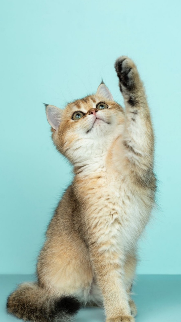 Gato, Gatito, Azul Ruso, Manx Cat, Gato Atigrado. Wallpaper in 720x1280 Resolution