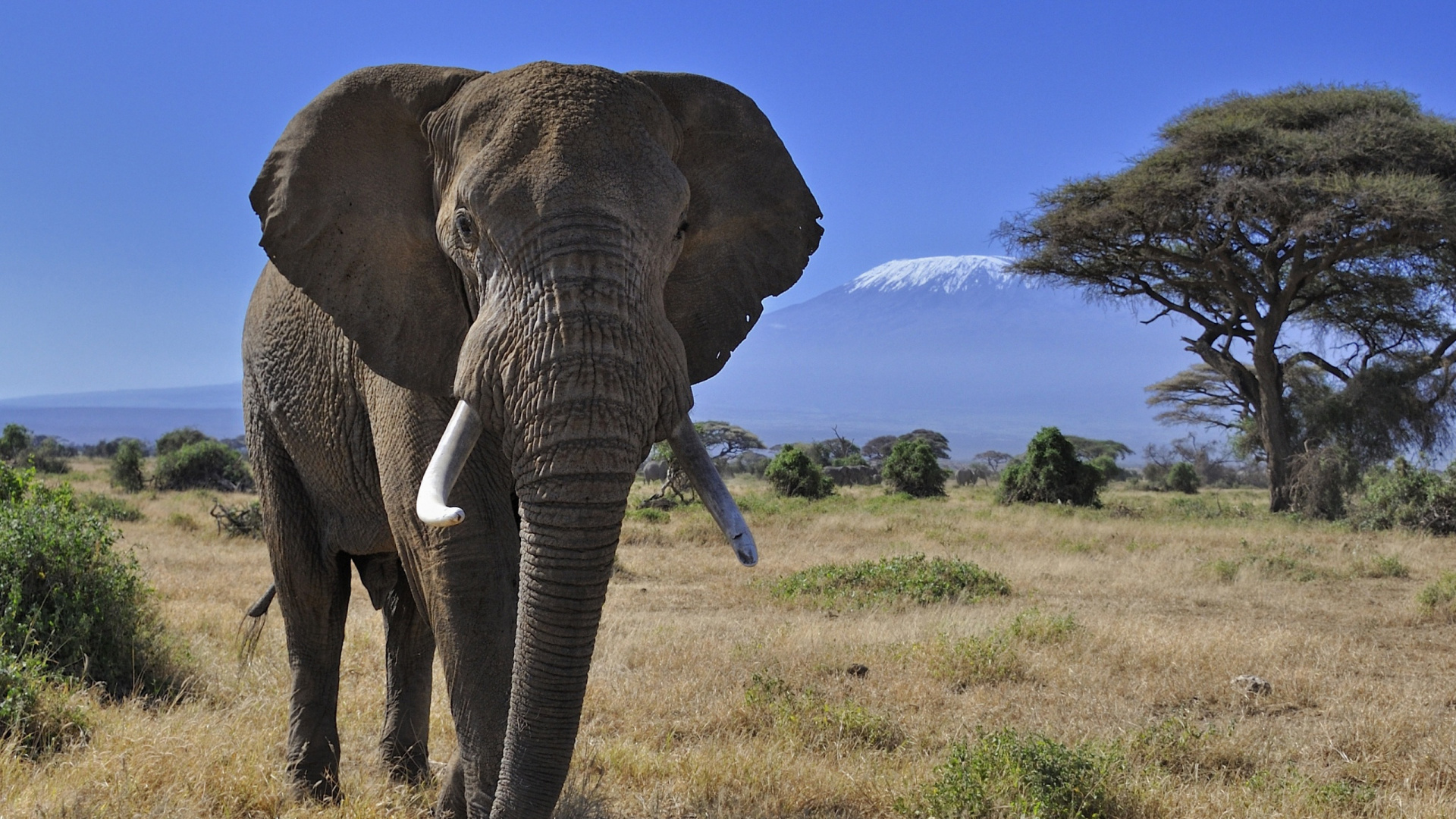 Brown Elephant on Green Grass Field During Daytime. Wallpaper in 1920x1080 Resolution
