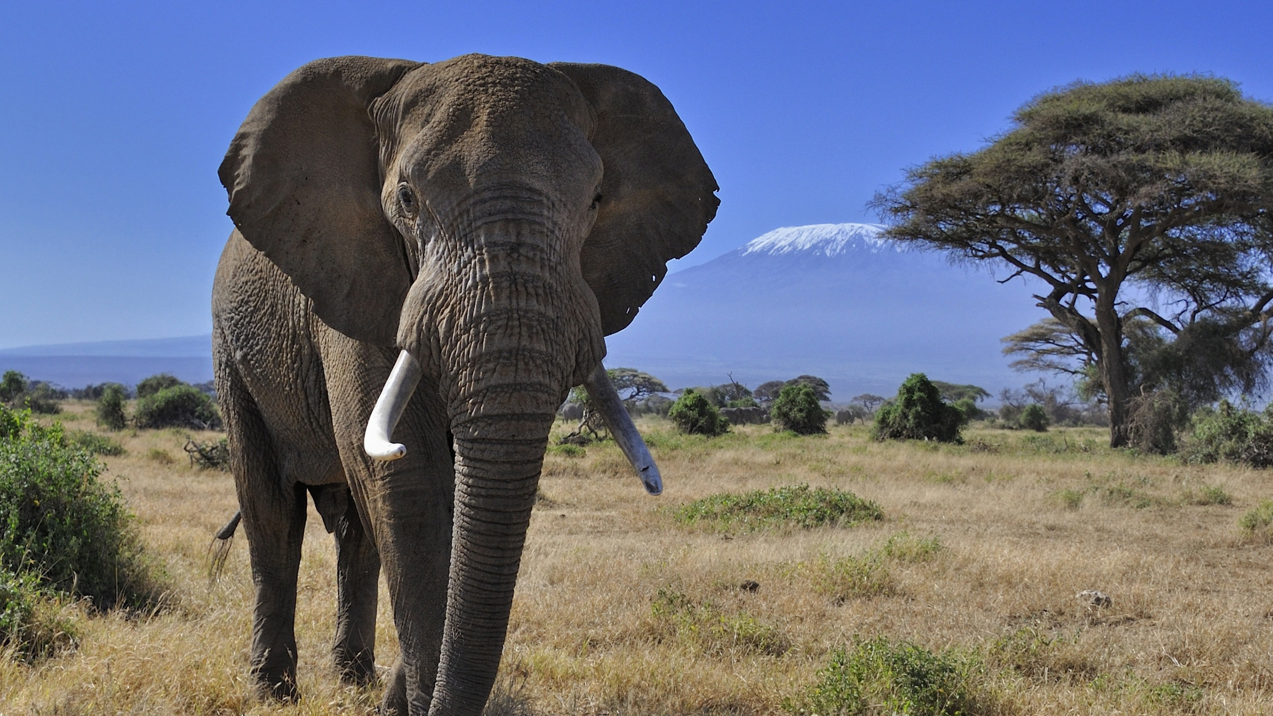 Brown Elephant on Green Grass Field During Daytime. Wallpaper in 2560x1440 Resolution
