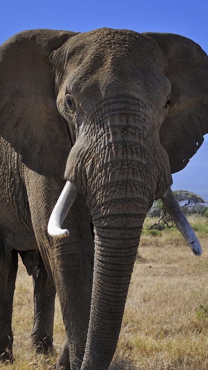 Brown Elephant on Green Grass Field During Daytime. Wallpaper in 720x1280 Resolution