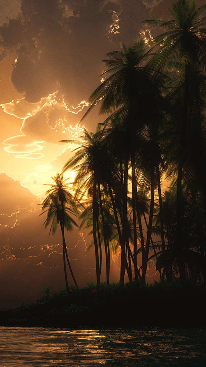 Silhouette de Palmiers au Coucher du Soleil. Wallpaper in 720x1280 Resolution