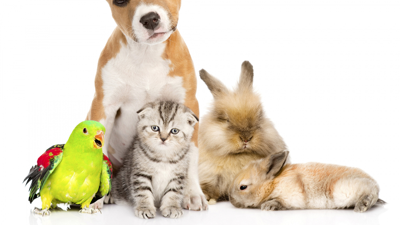 Orange Tabby Cat and Brown and White Cat. Wallpaper in 1280x720 Resolution